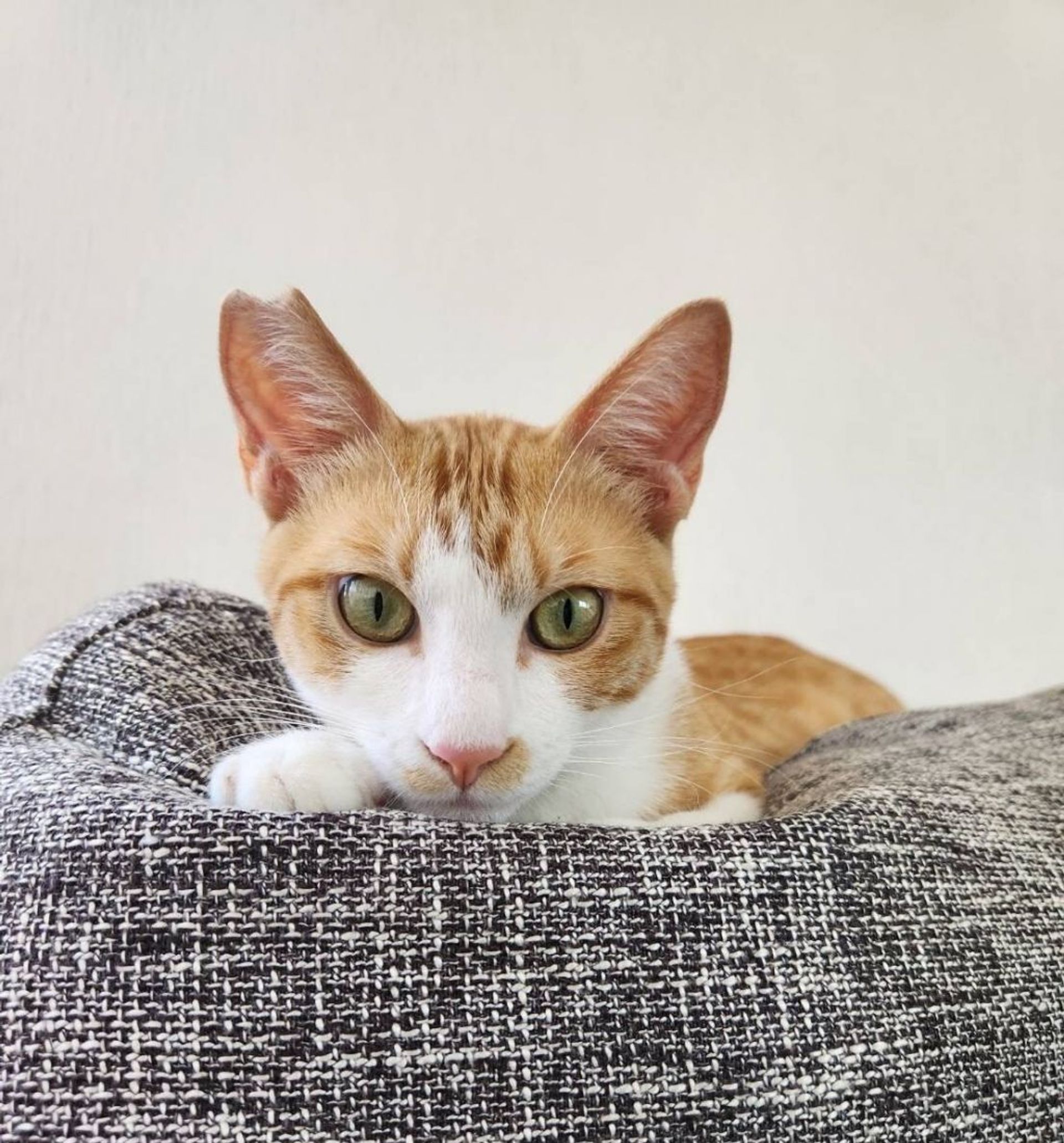 雑種（ミックス猫）・オスの里親募集の写真