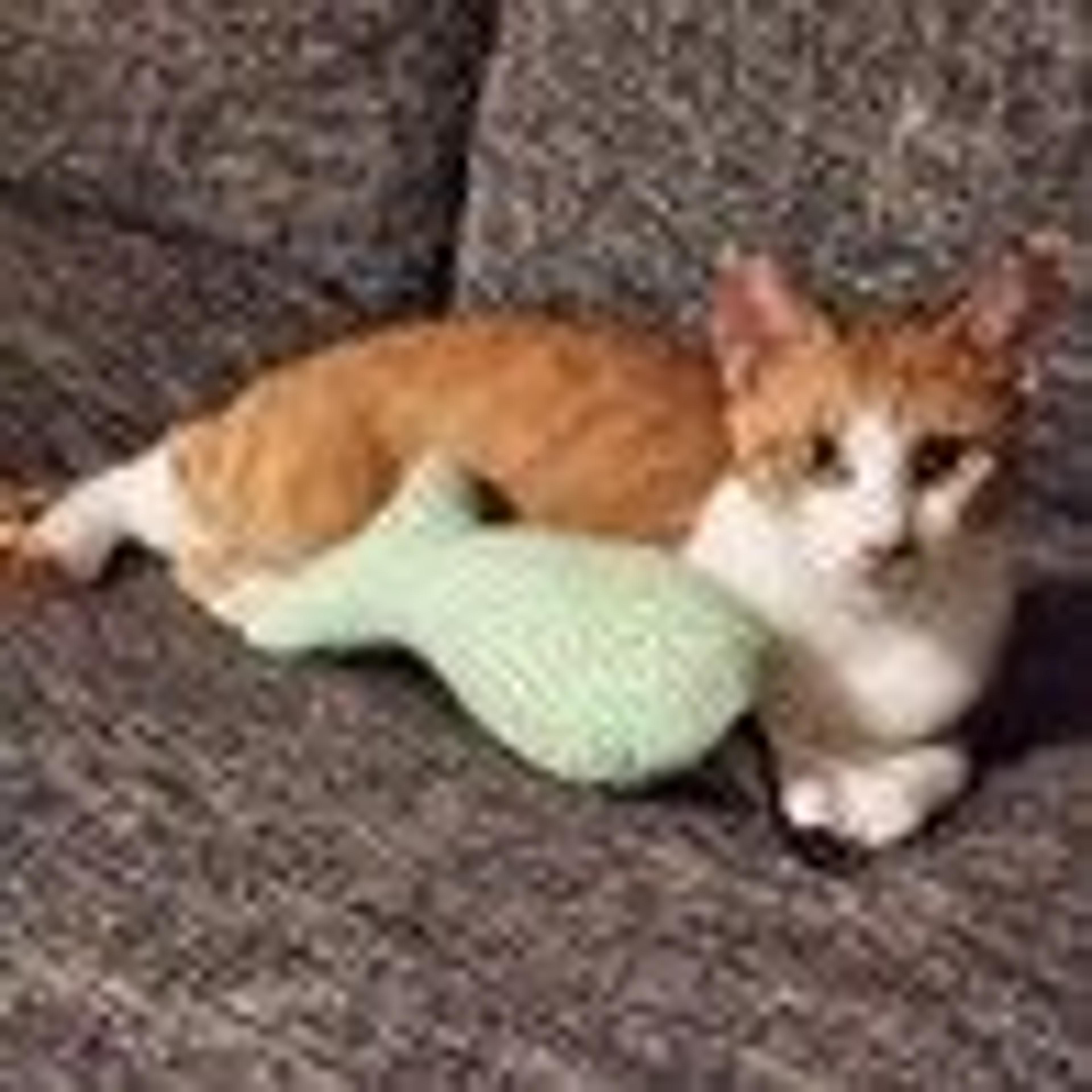 pet-image-2