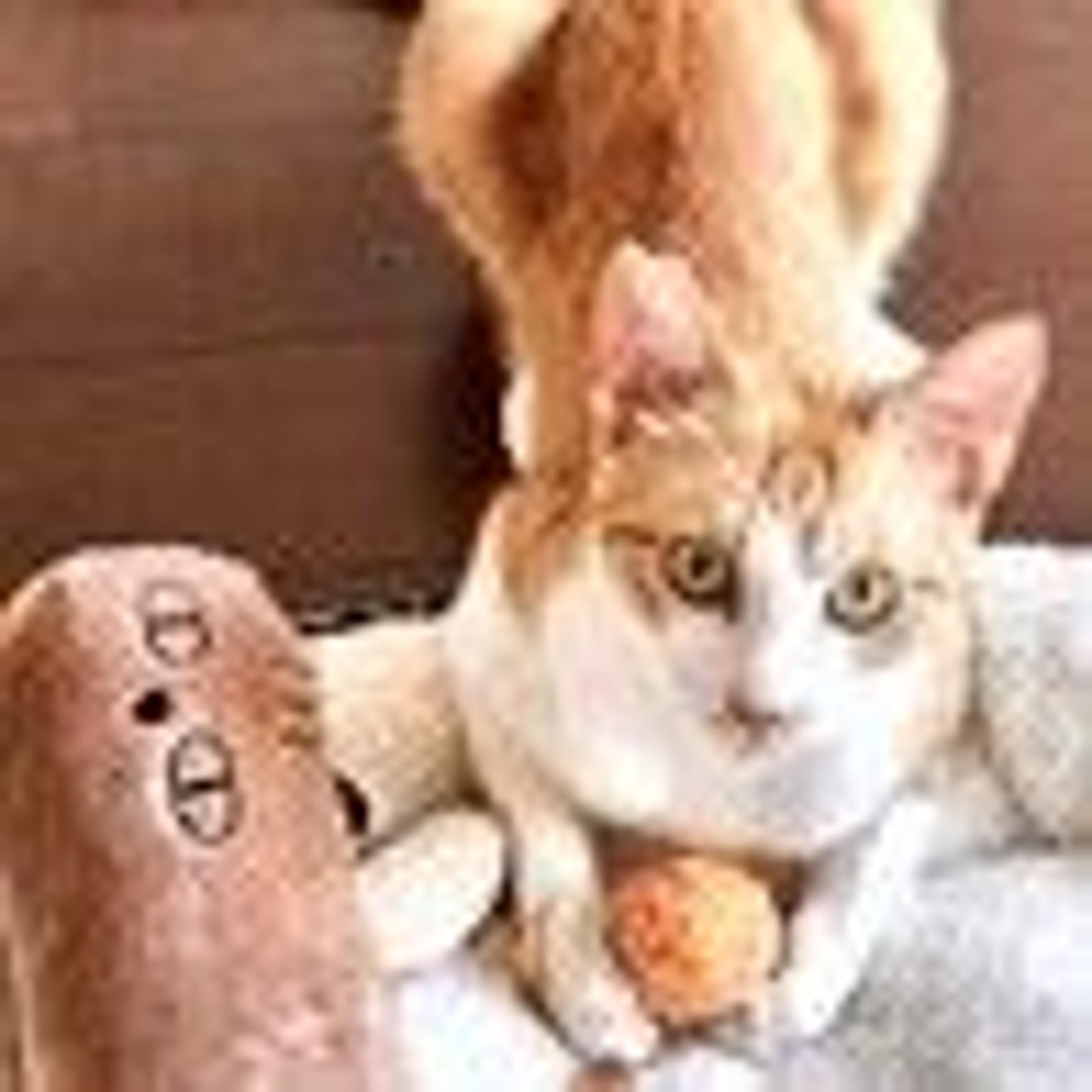 pet-image-3
