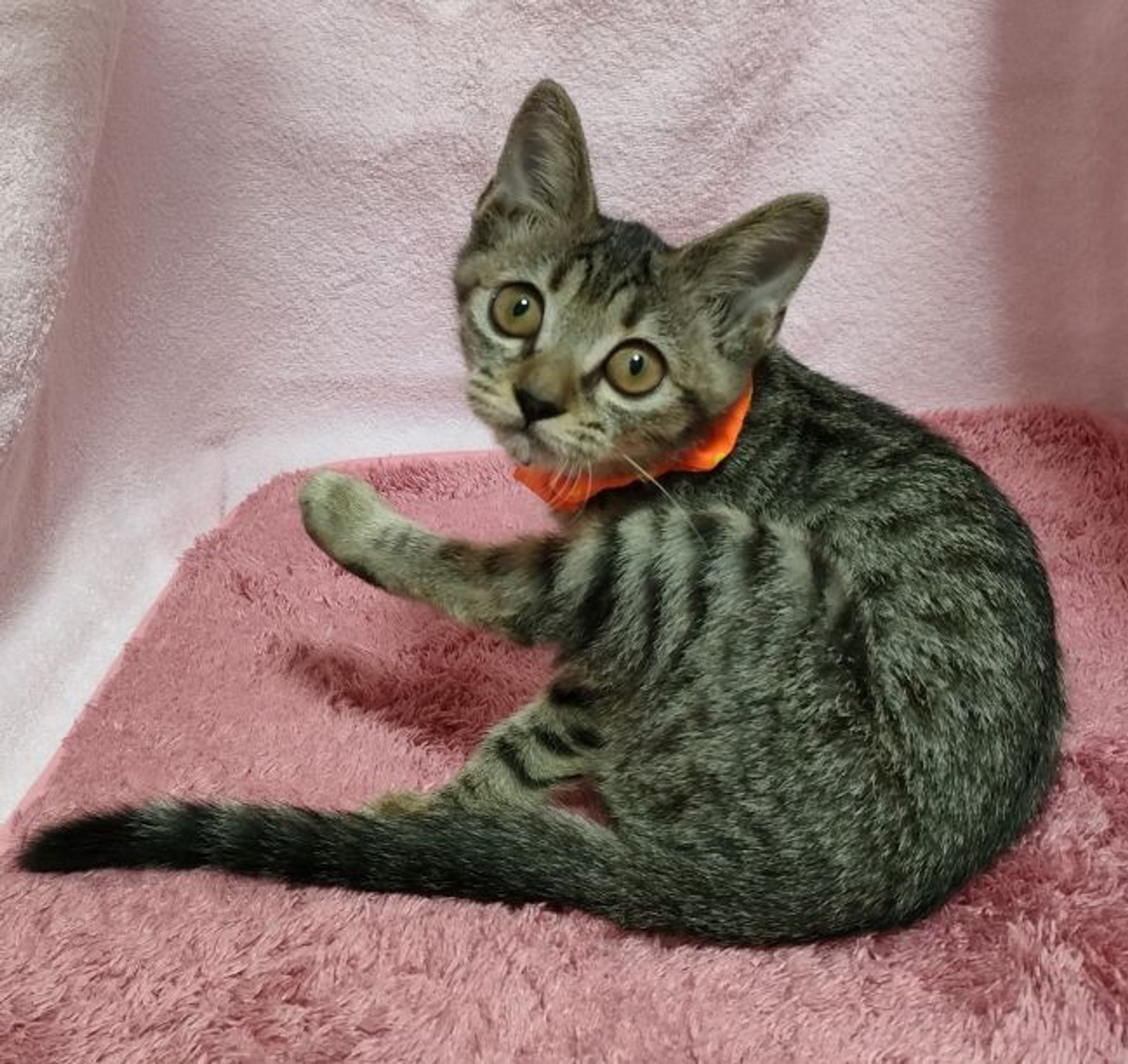 雑種（ミックス猫）・メスの里親募集の写真
