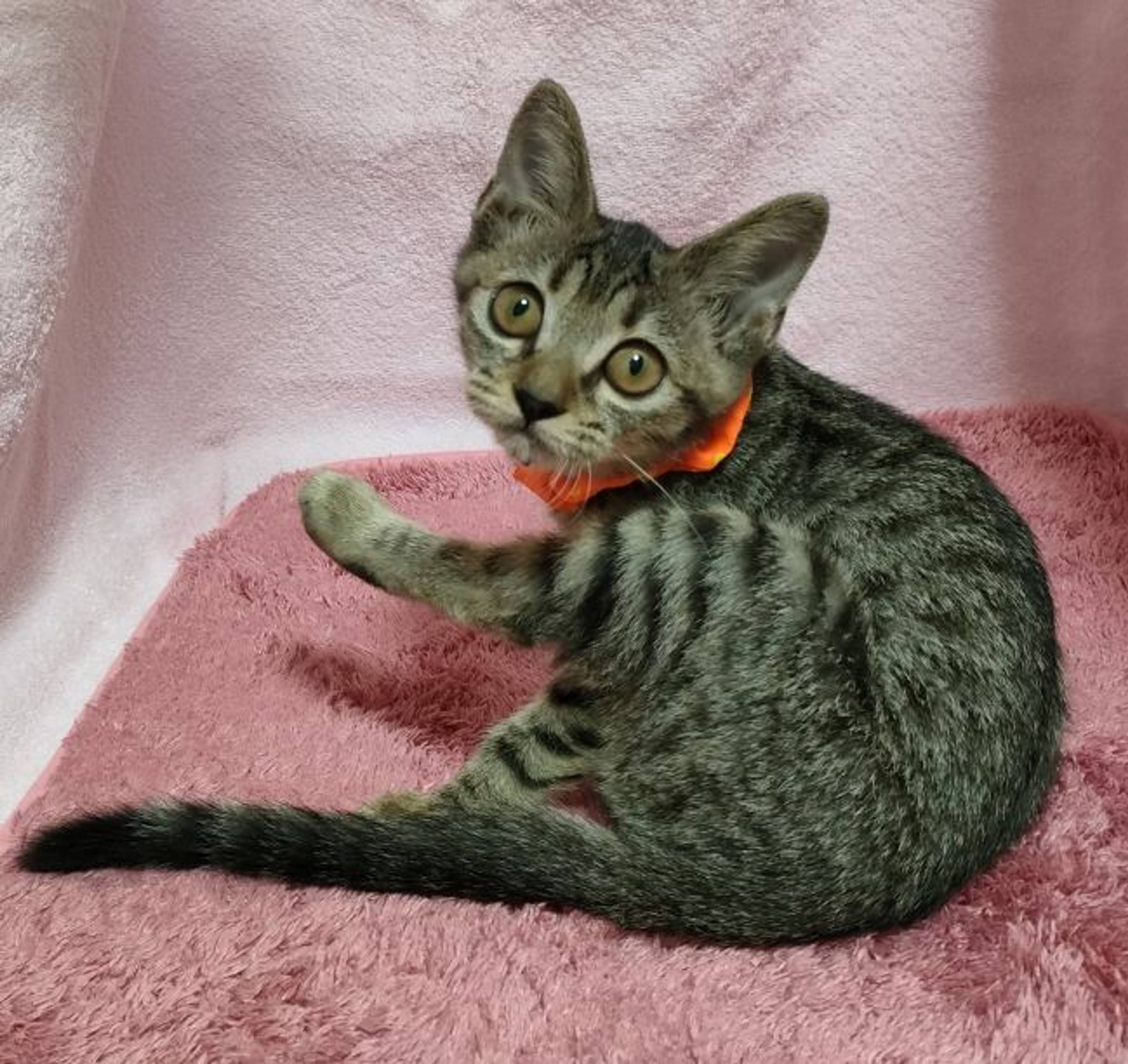 雑種（ミックス猫）・メスの里親募集の写真