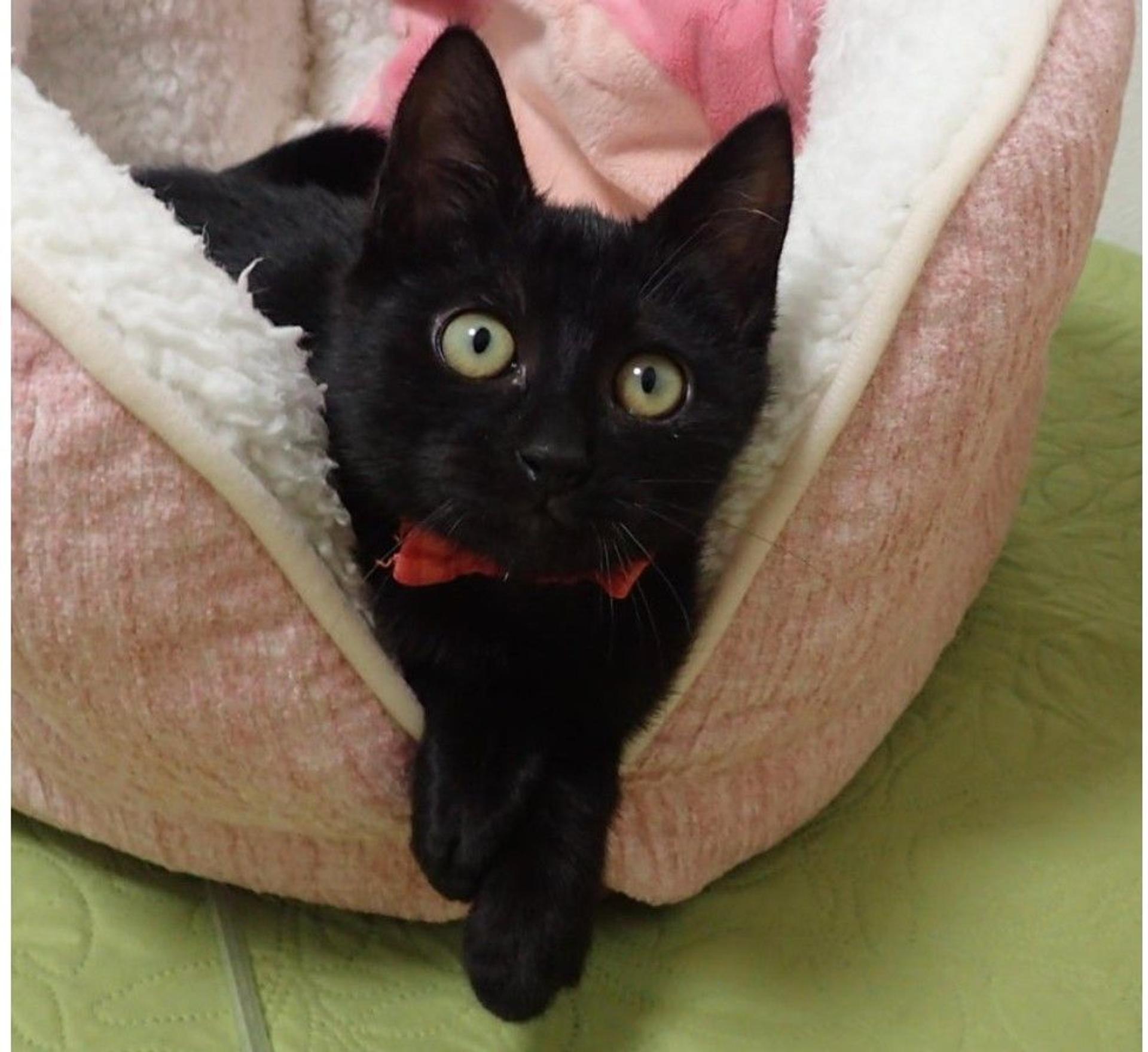 pet-image-3