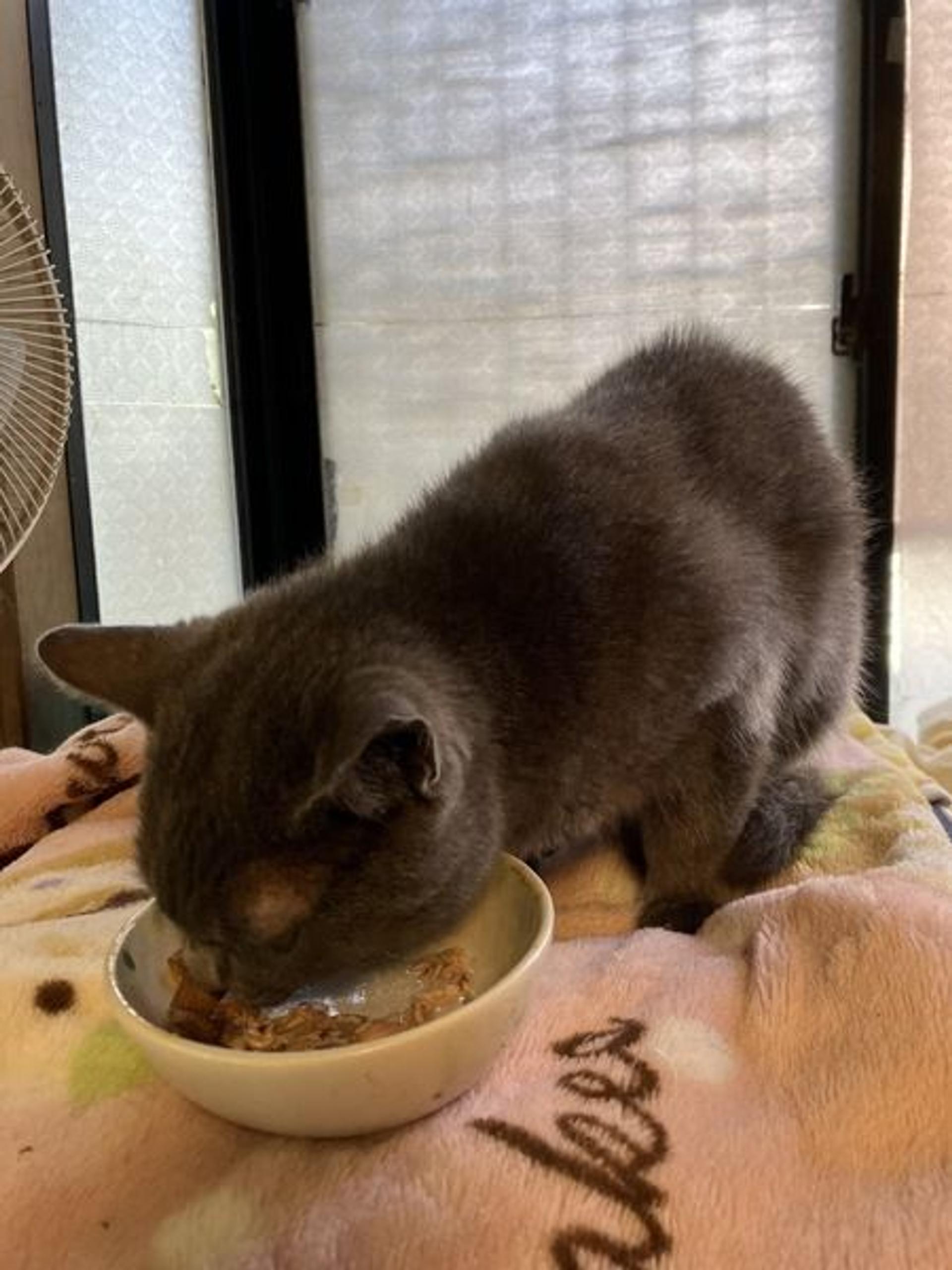 pet-image-2