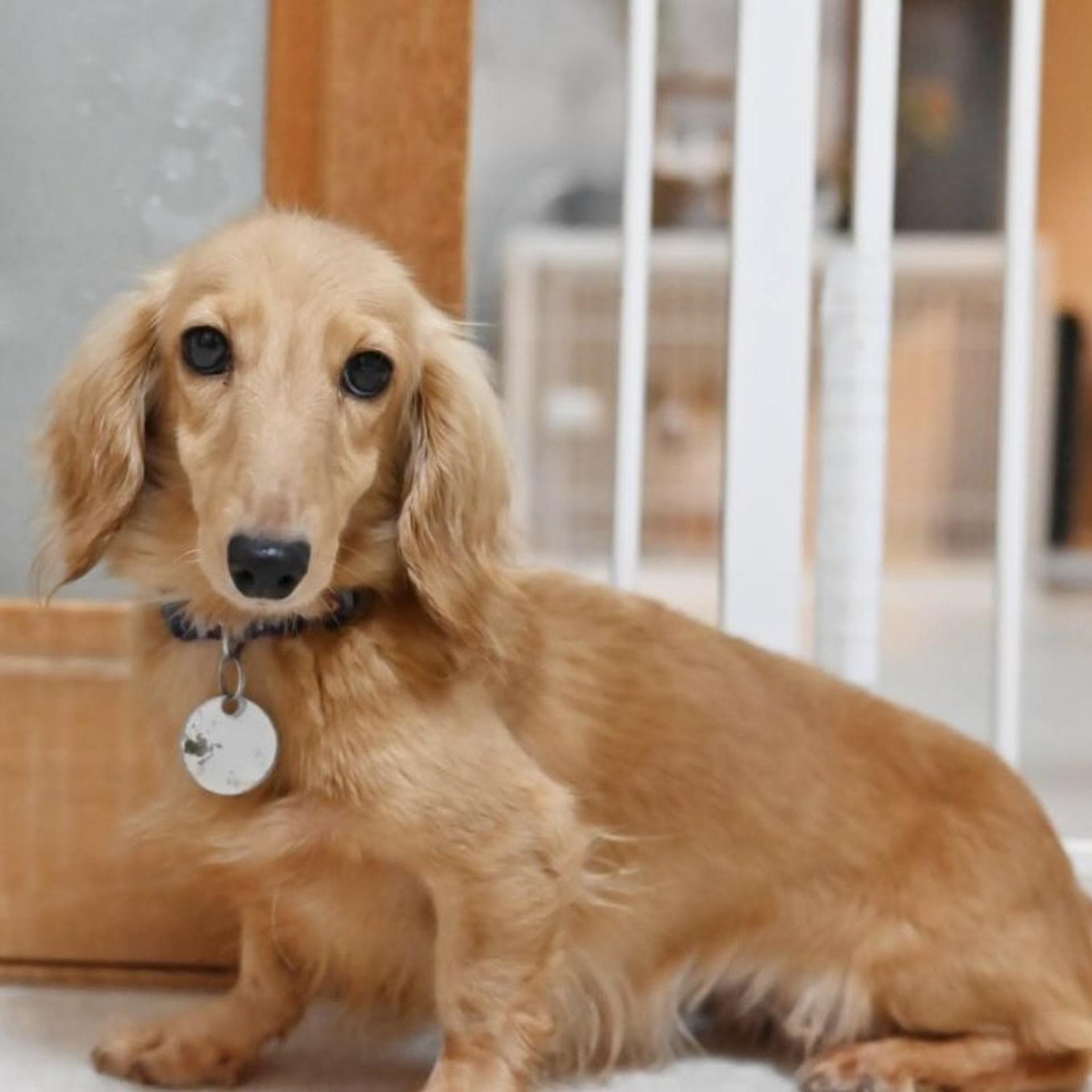 pet-image-4