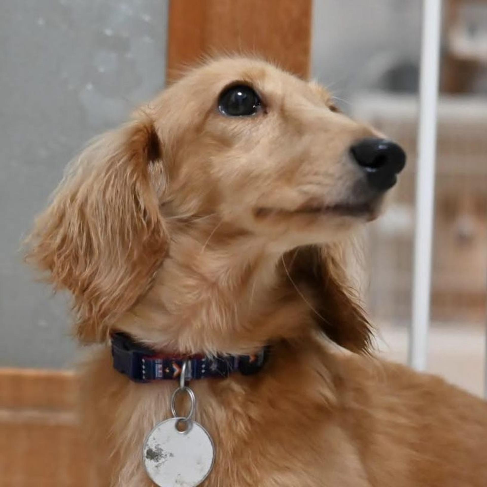pet-image-7