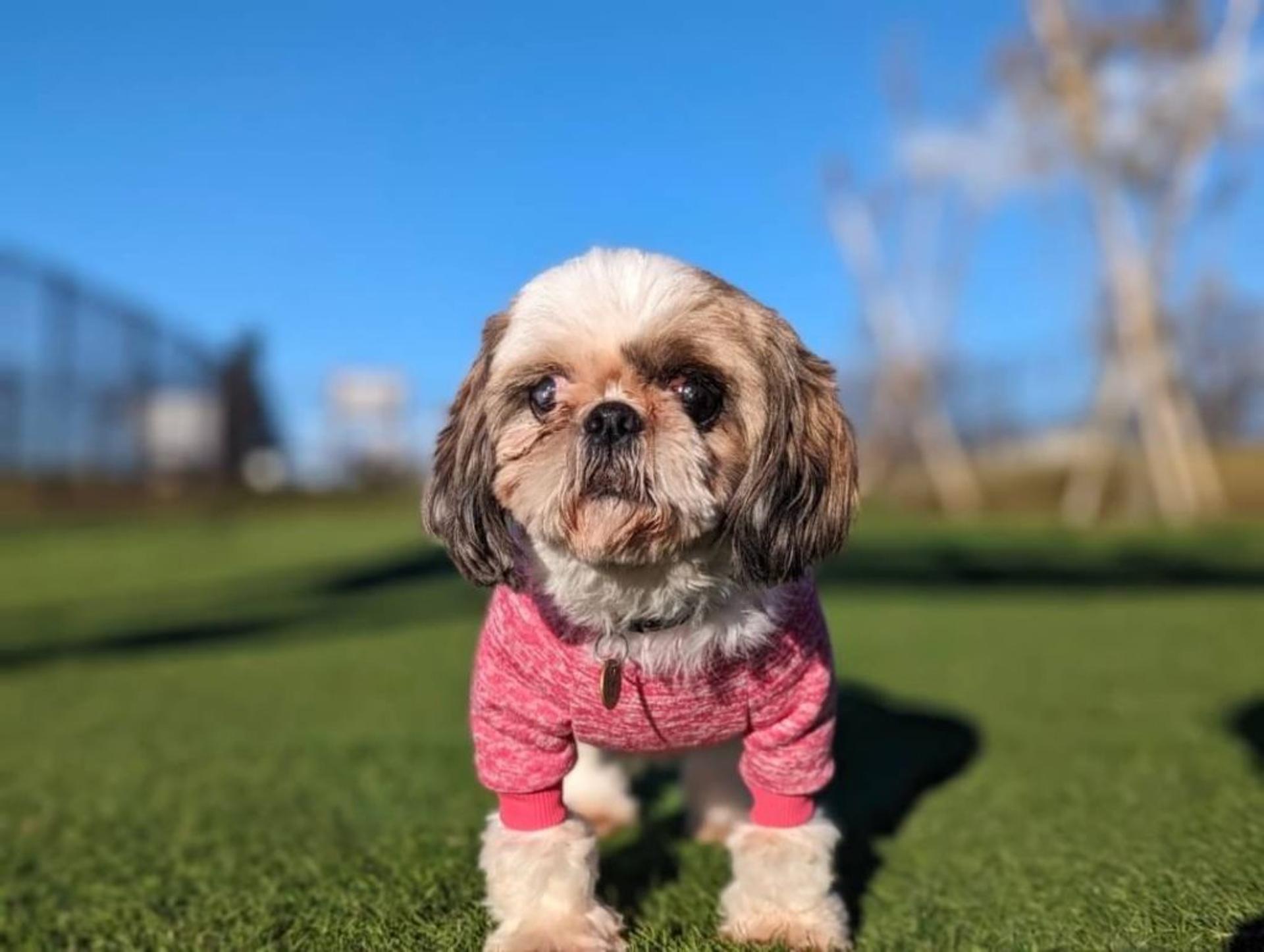 pet-image-4