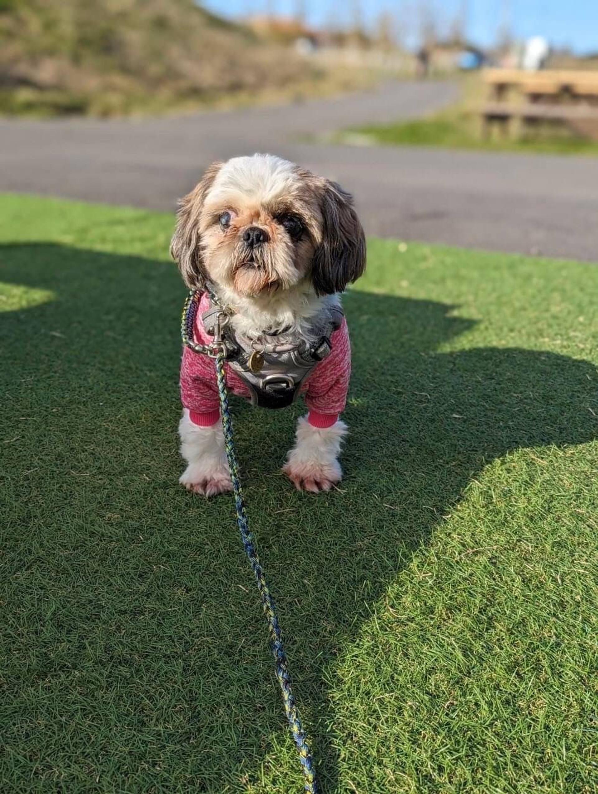 pet-image-5