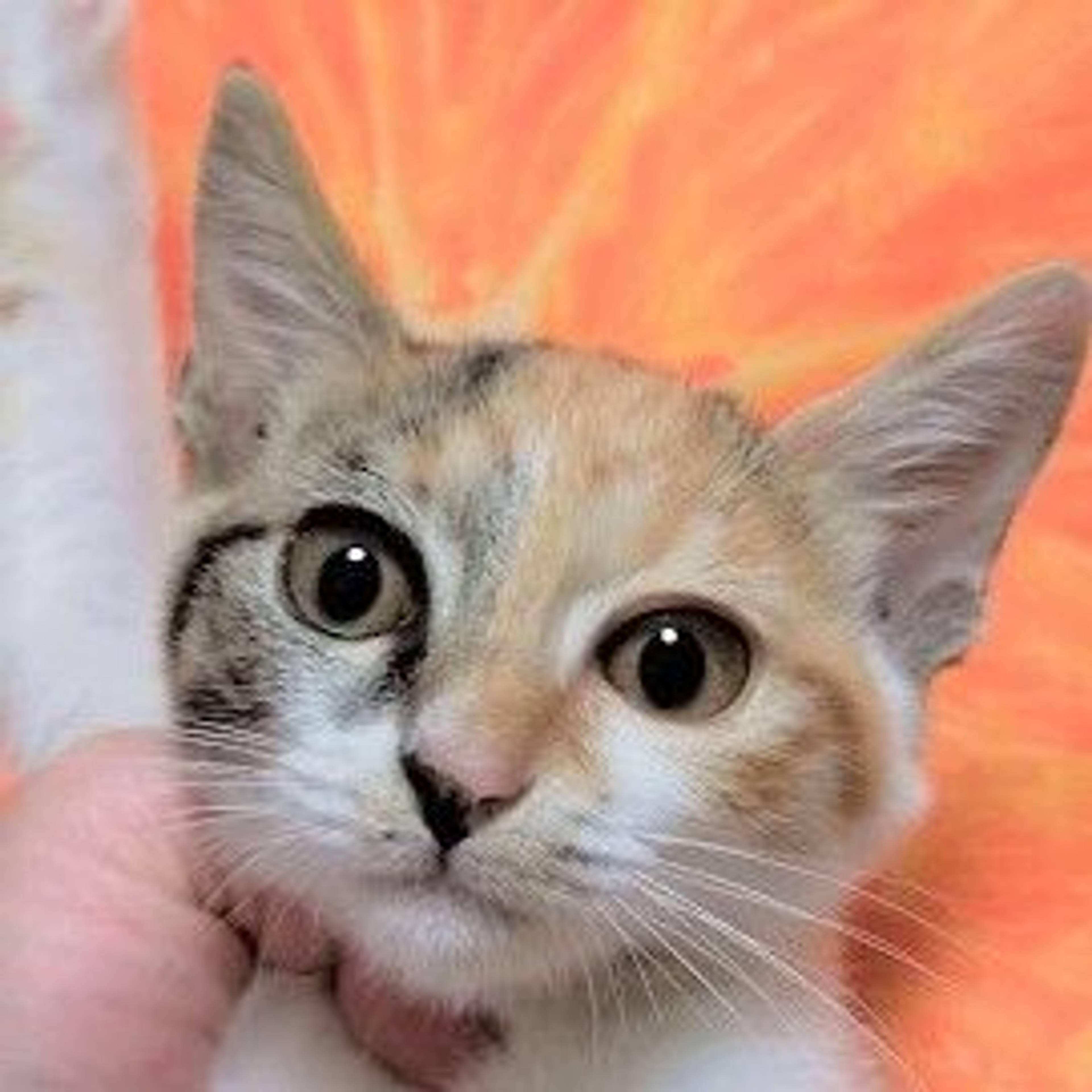 日本猫・メスの里親募集の写真
