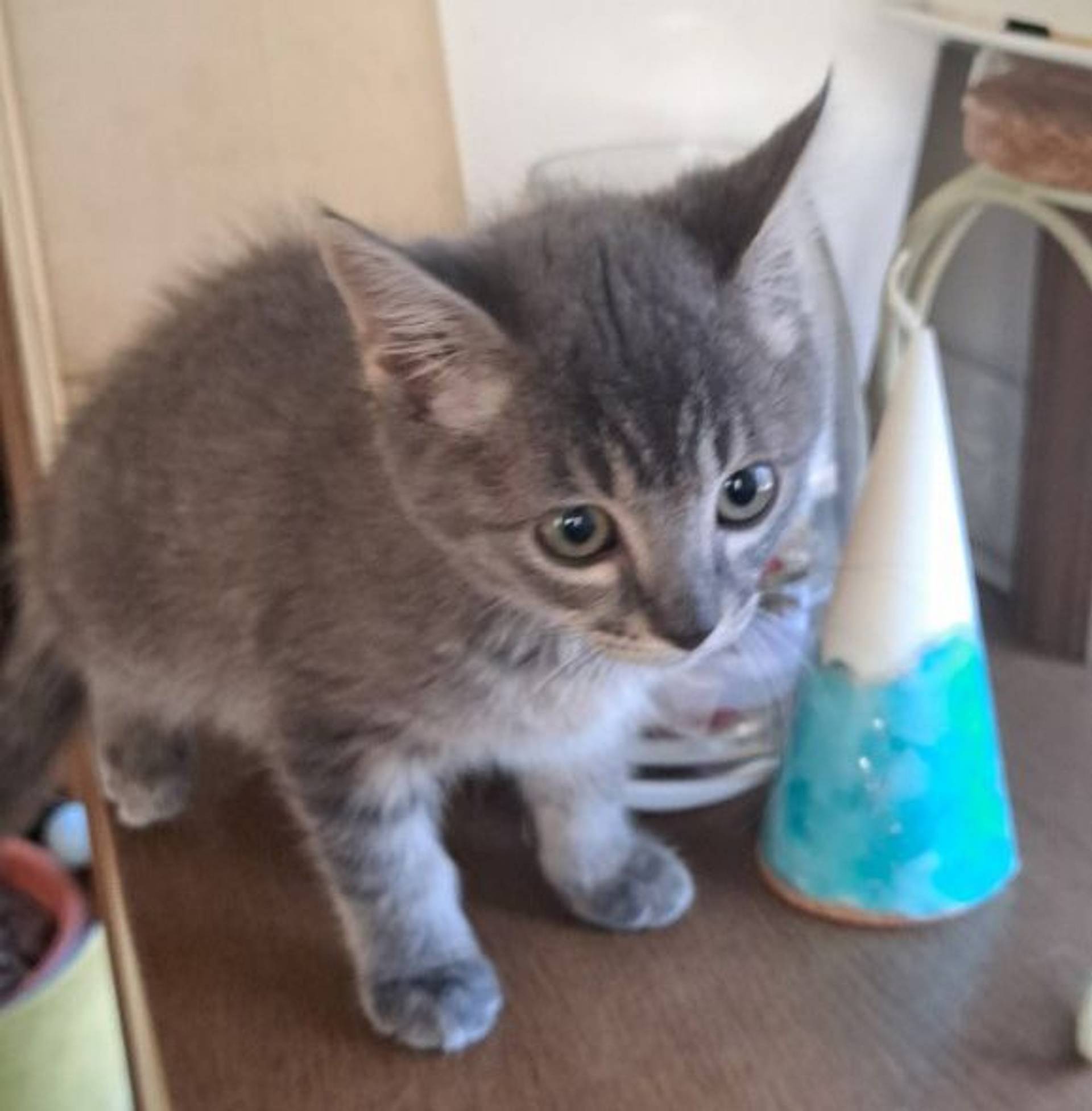 雑種（ミックス猫）・メスの里親募集の写真