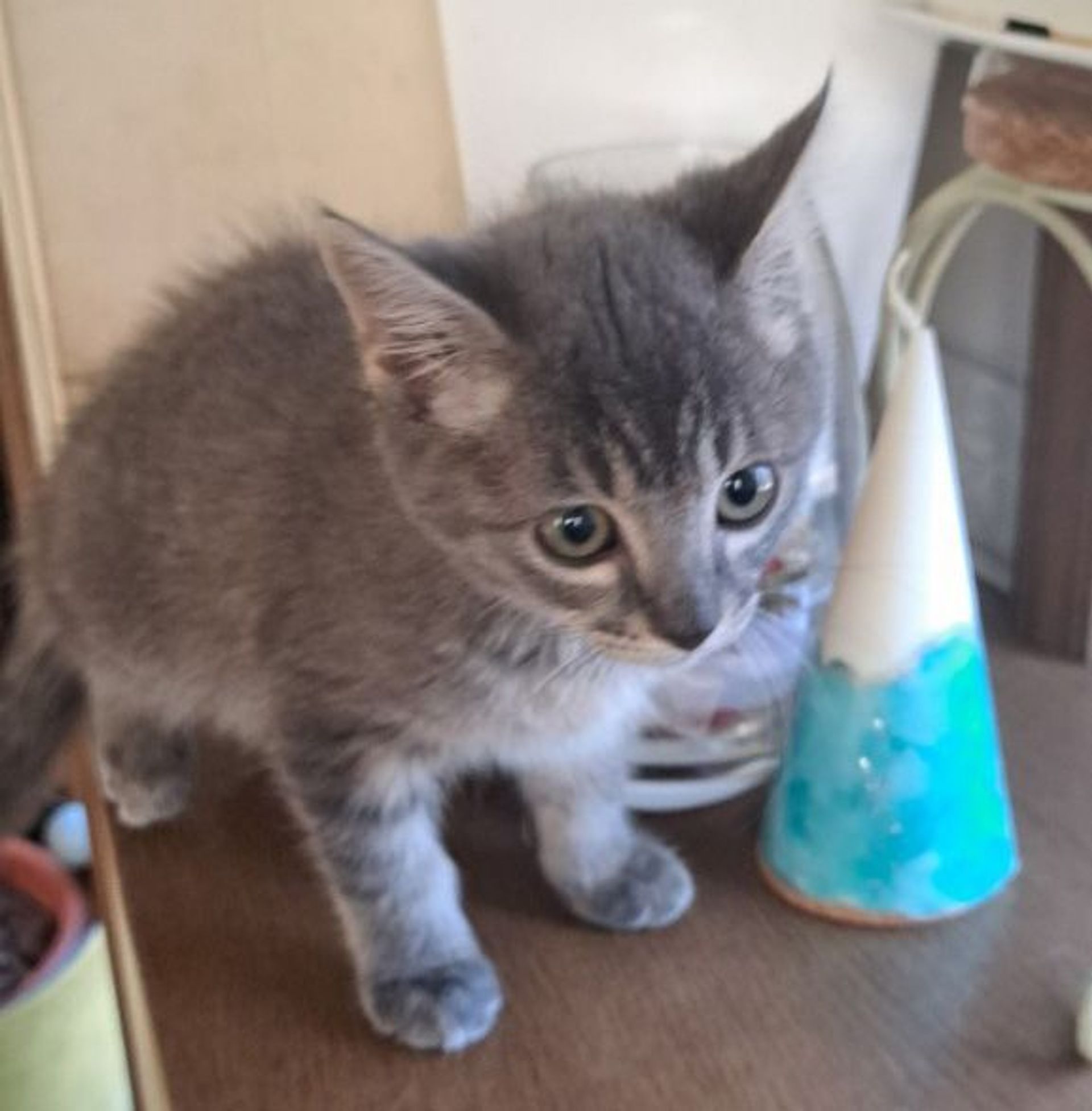 雑種（ミックス猫）・メスの里親募集の写真