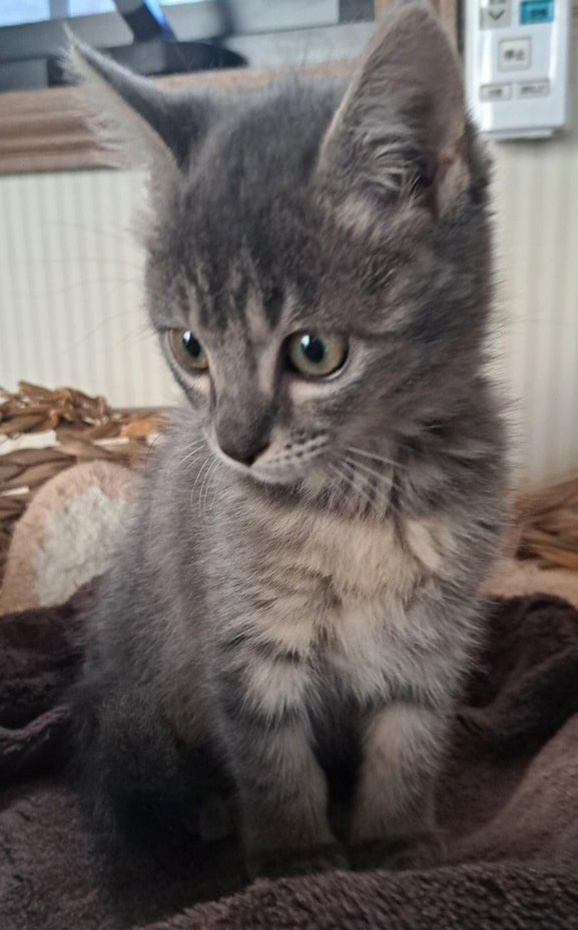 pet-image-3