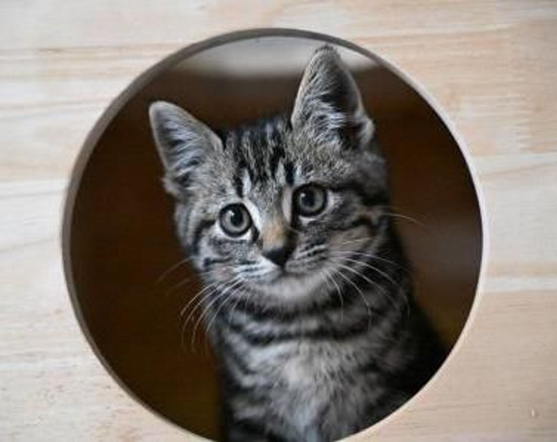 雑種（ミックス猫）・オスの里親募集の写真