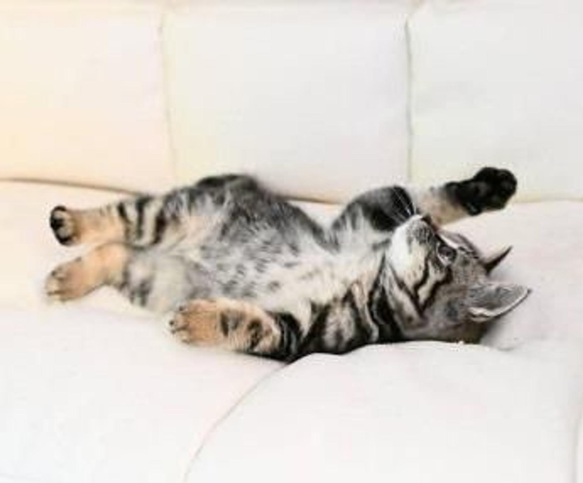 pet-image-4