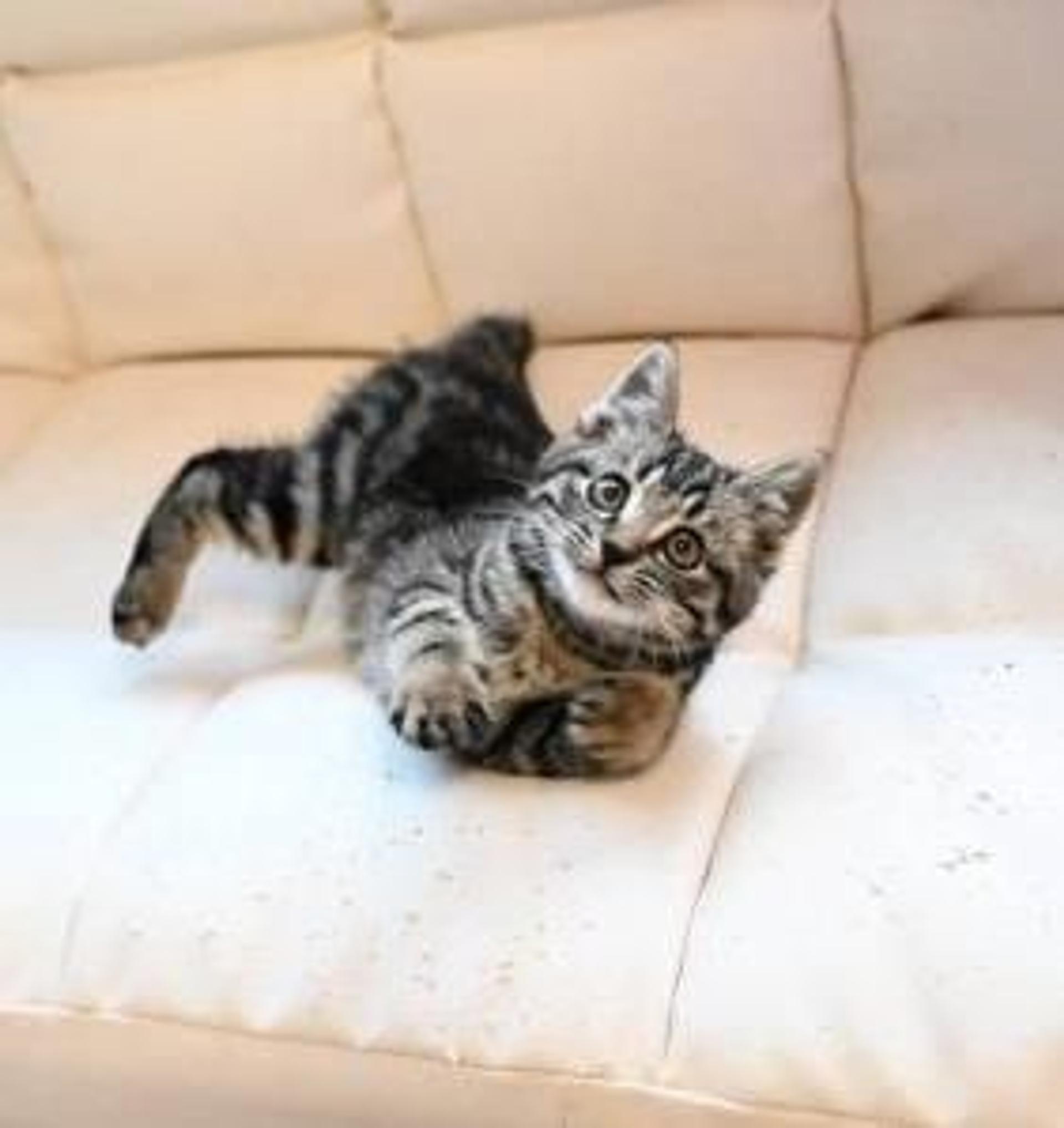 pet-image-5