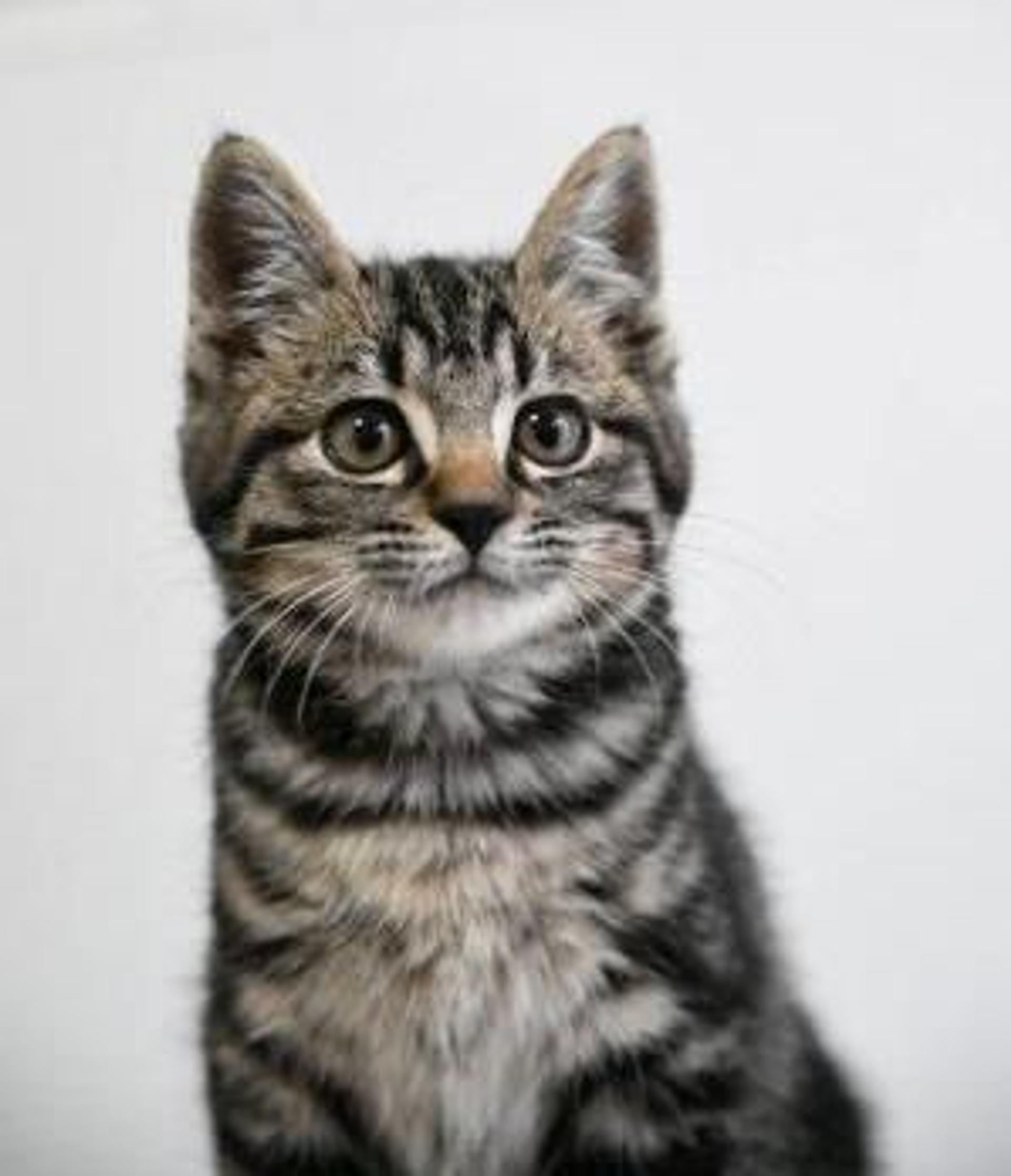 pet-image-6