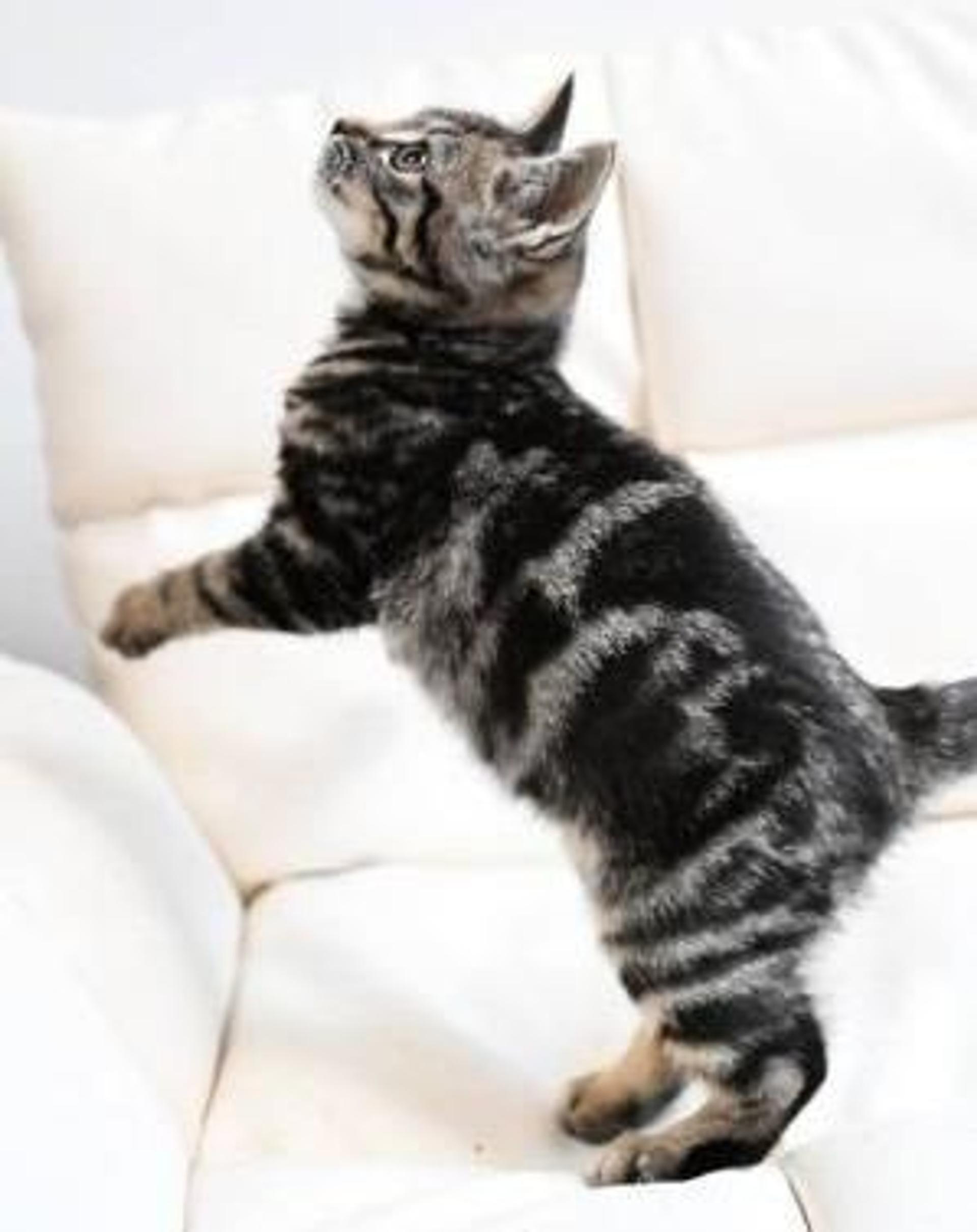 pet-image-7