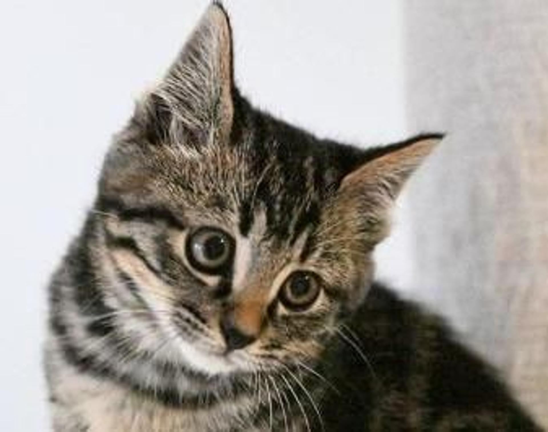 pet-image-8