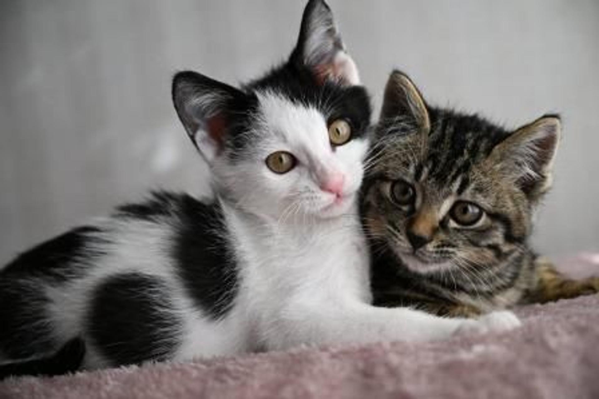 pet-image-9