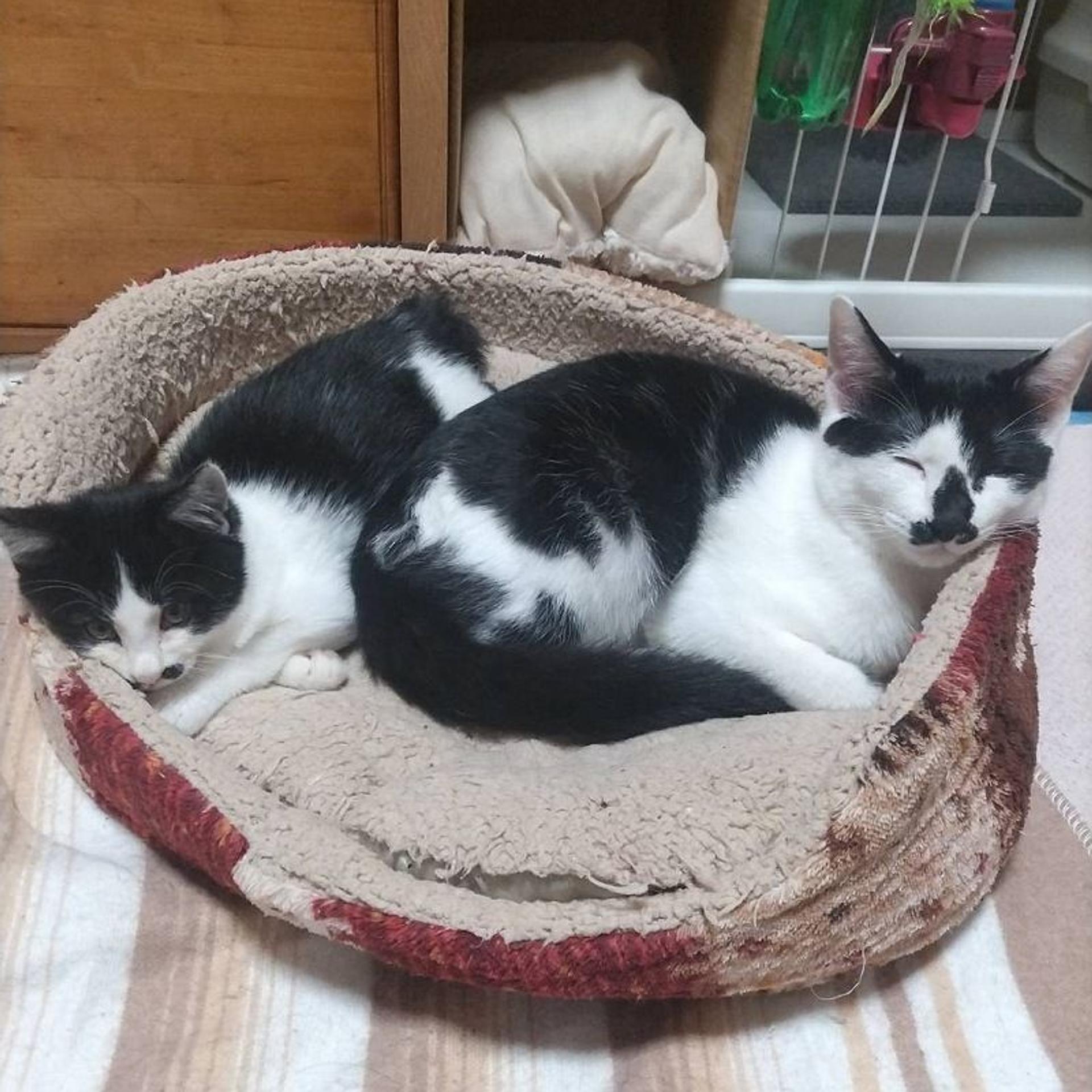 pet-image-5