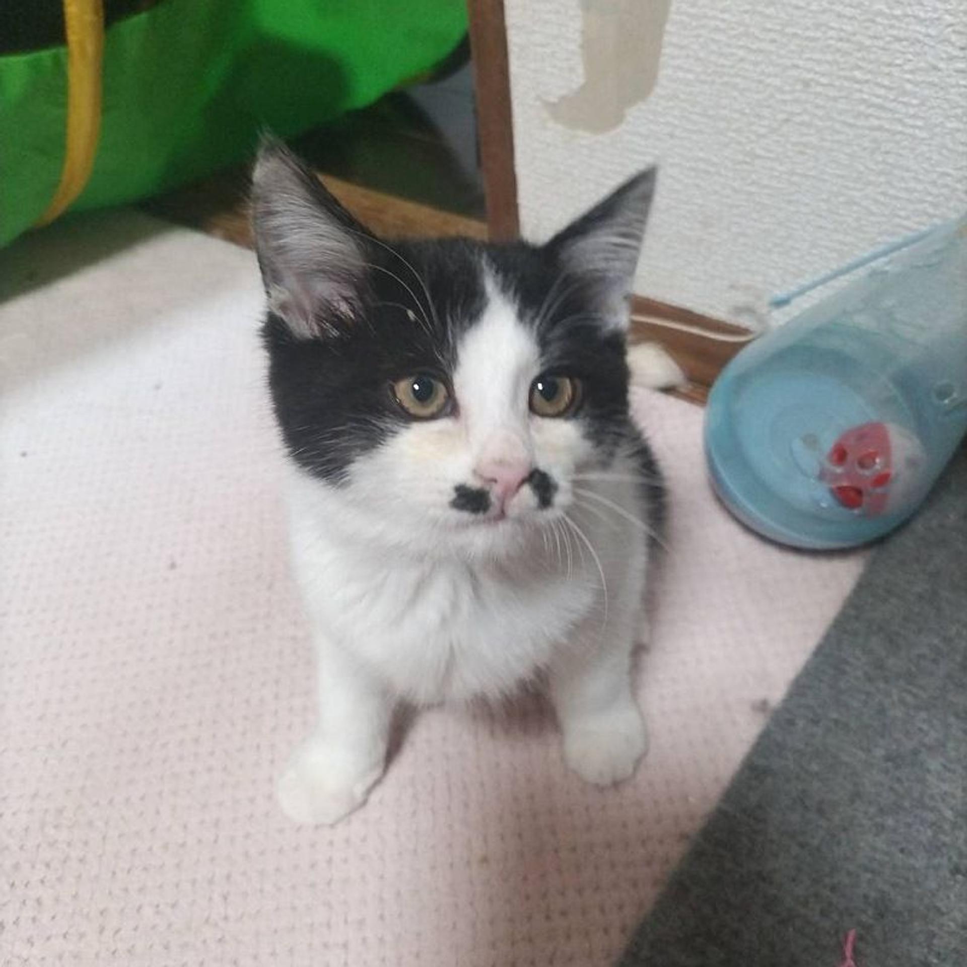 pet-image-6