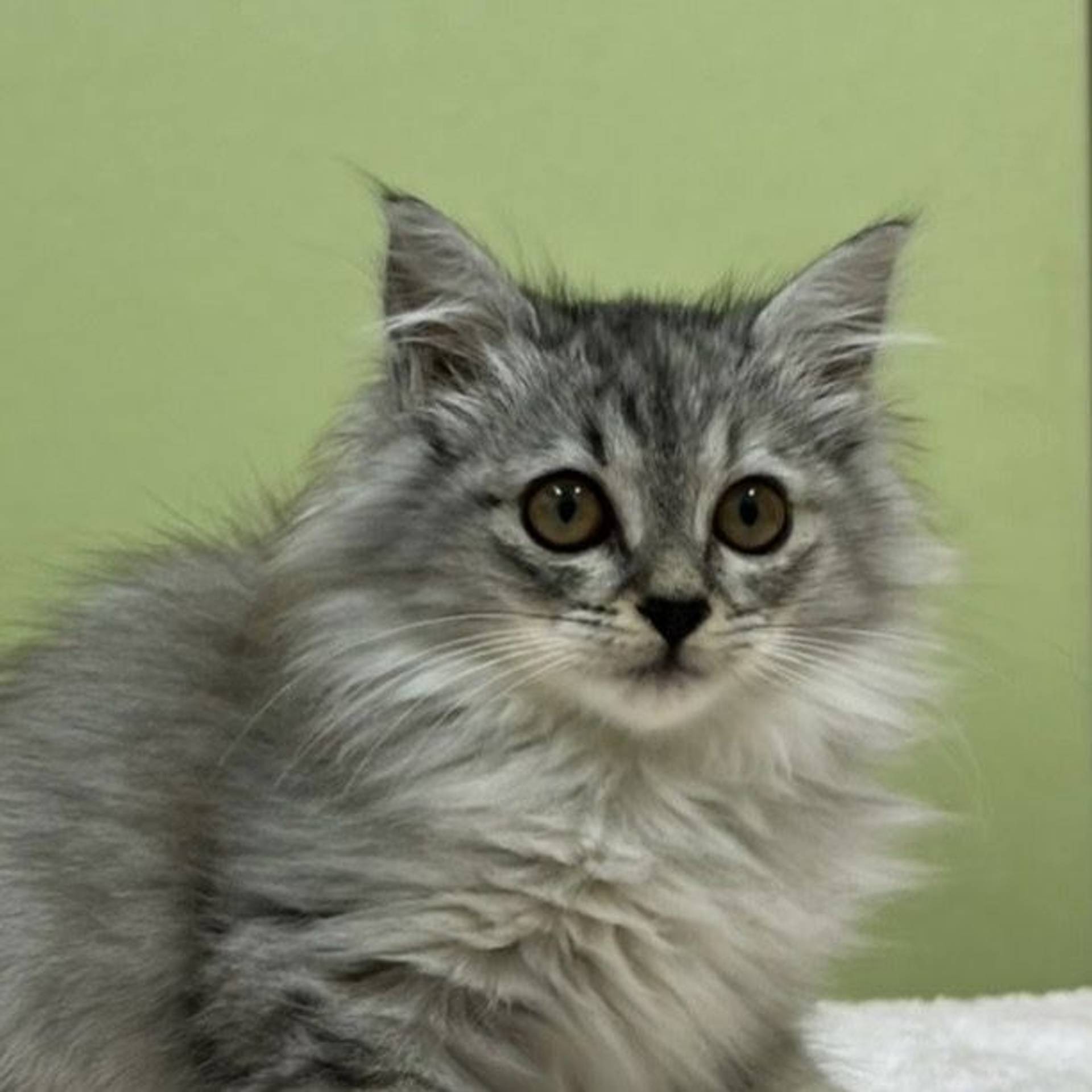 雑種（ミックス猫）・メスの里親募集の写真