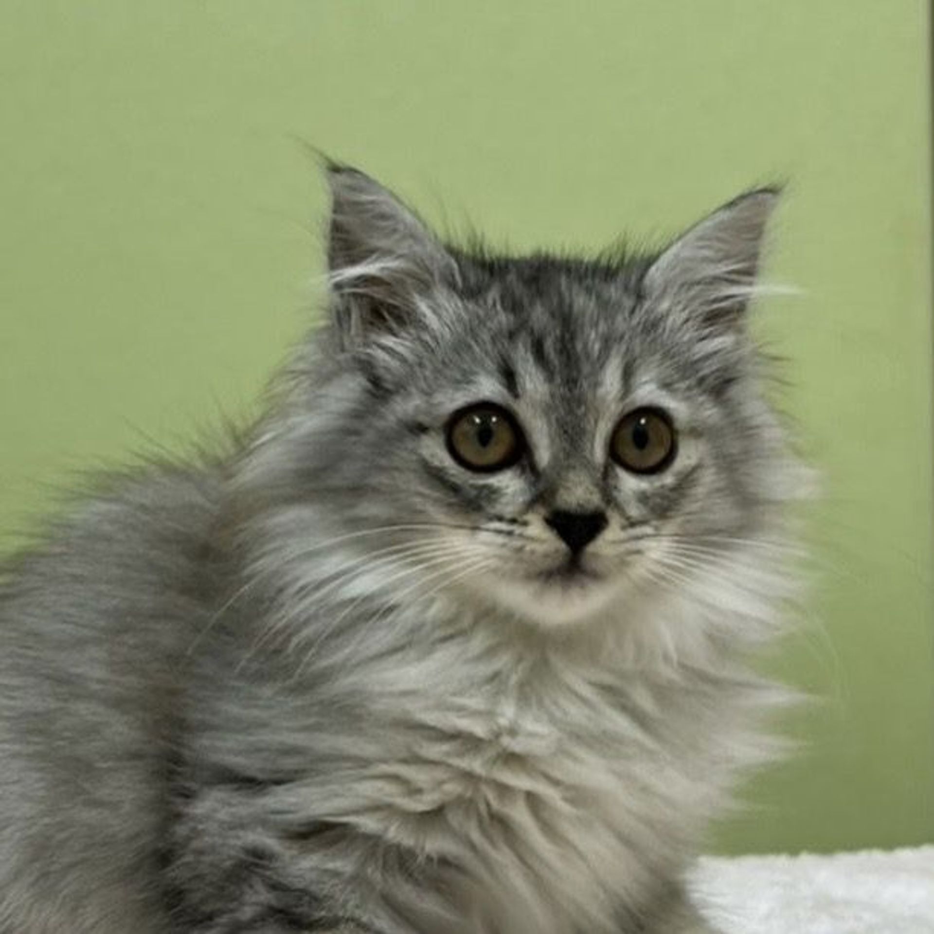 雑種（ミックス猫）・メスの里親募集の写真