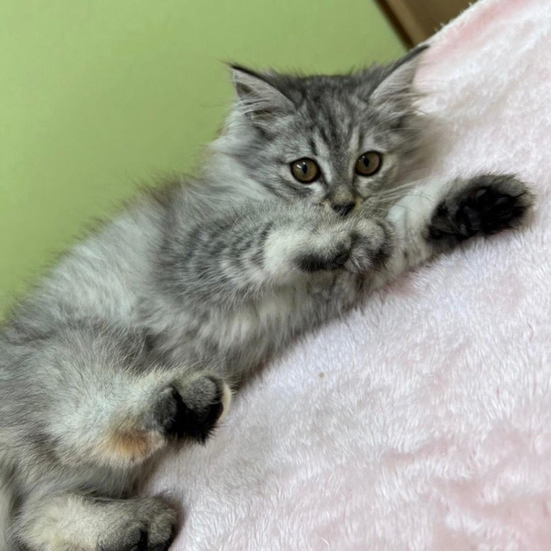 pet-image-2