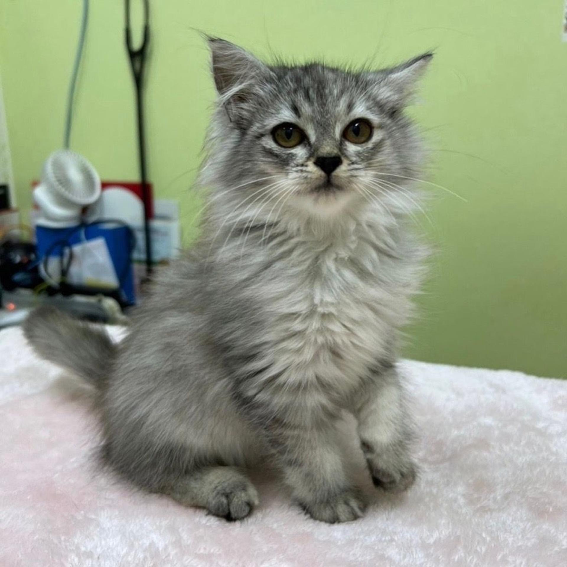 pet-image-3