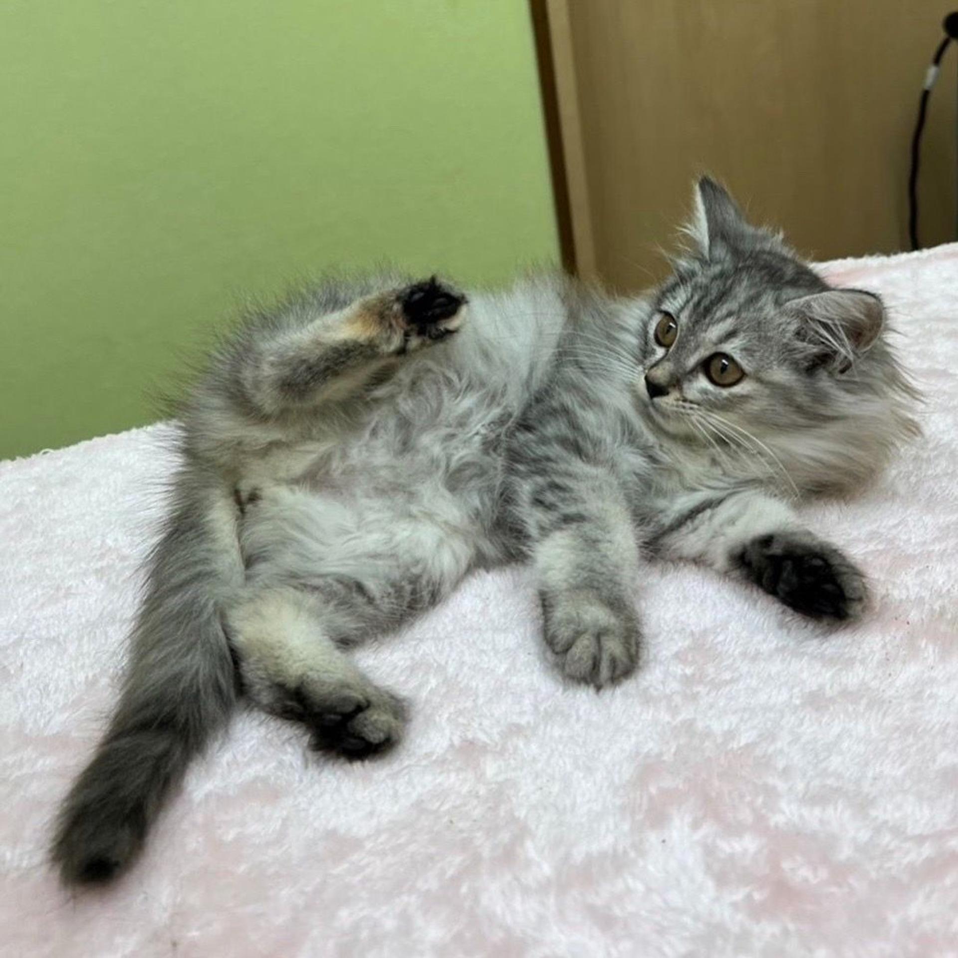 pet-image-4