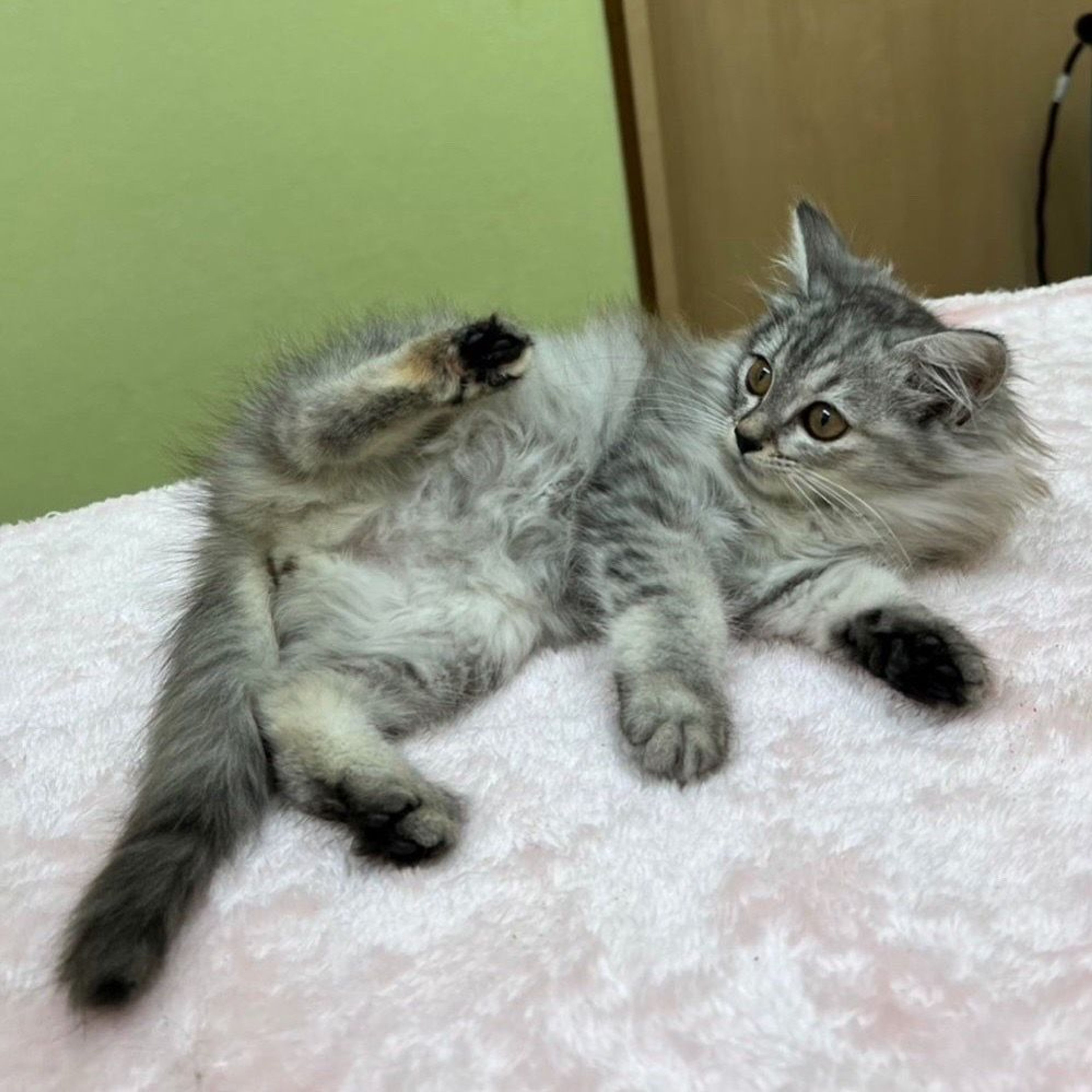 pet-image-4