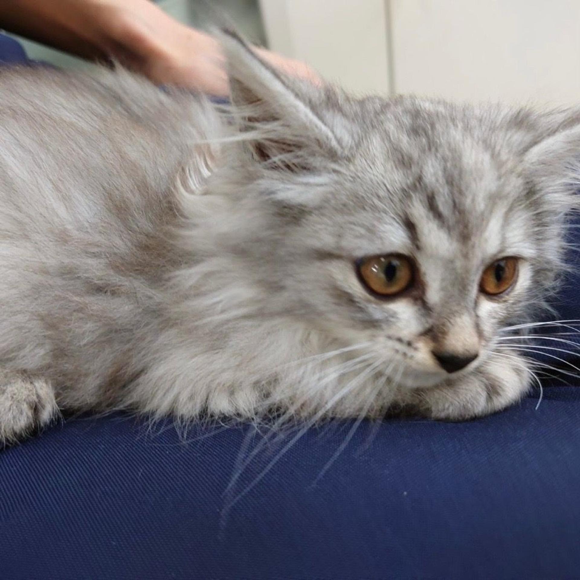 pet-image-5