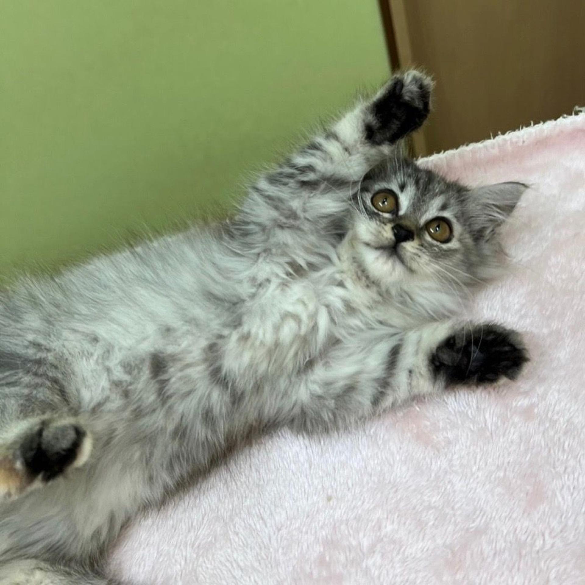 pet-image-6