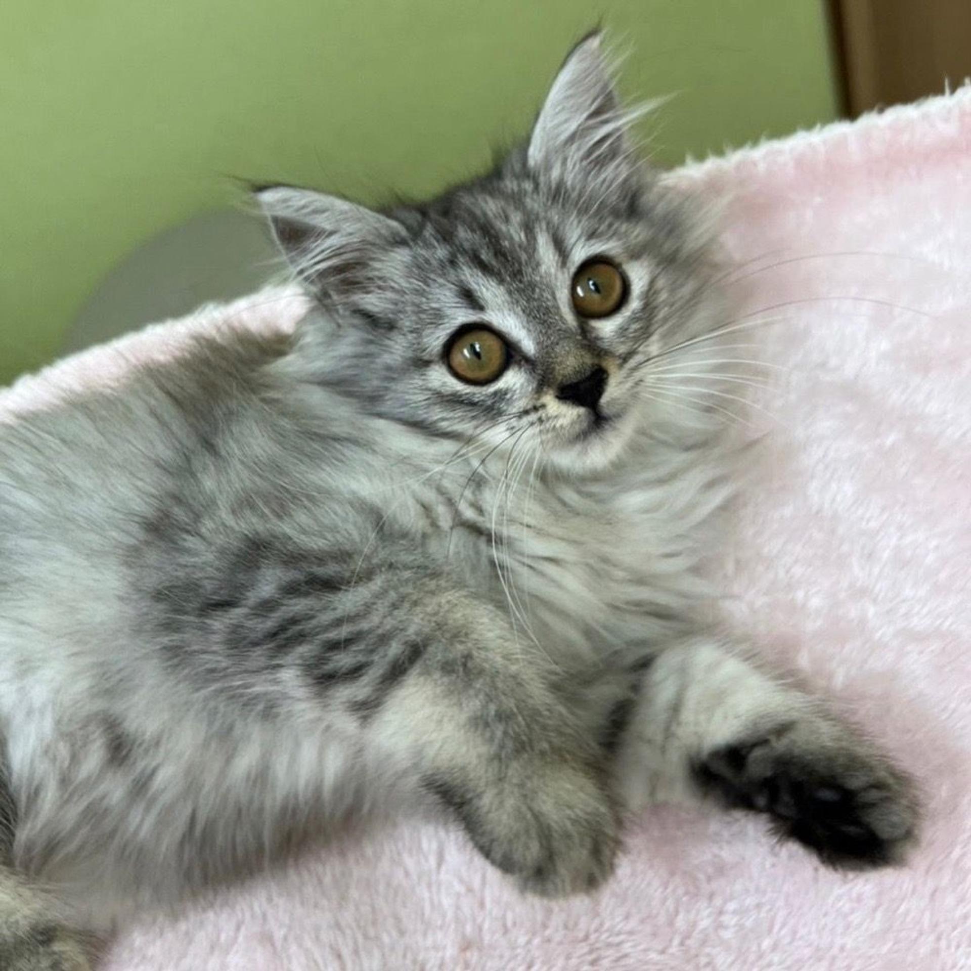 pet-image-7