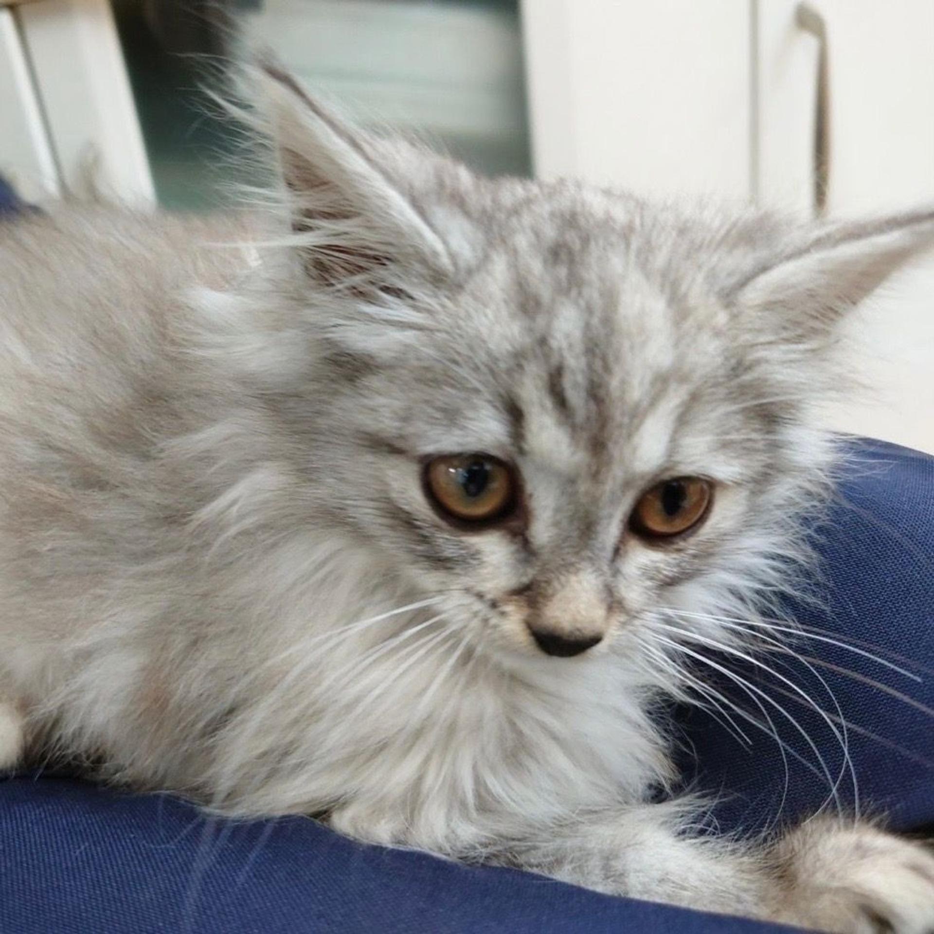 pet-image-8