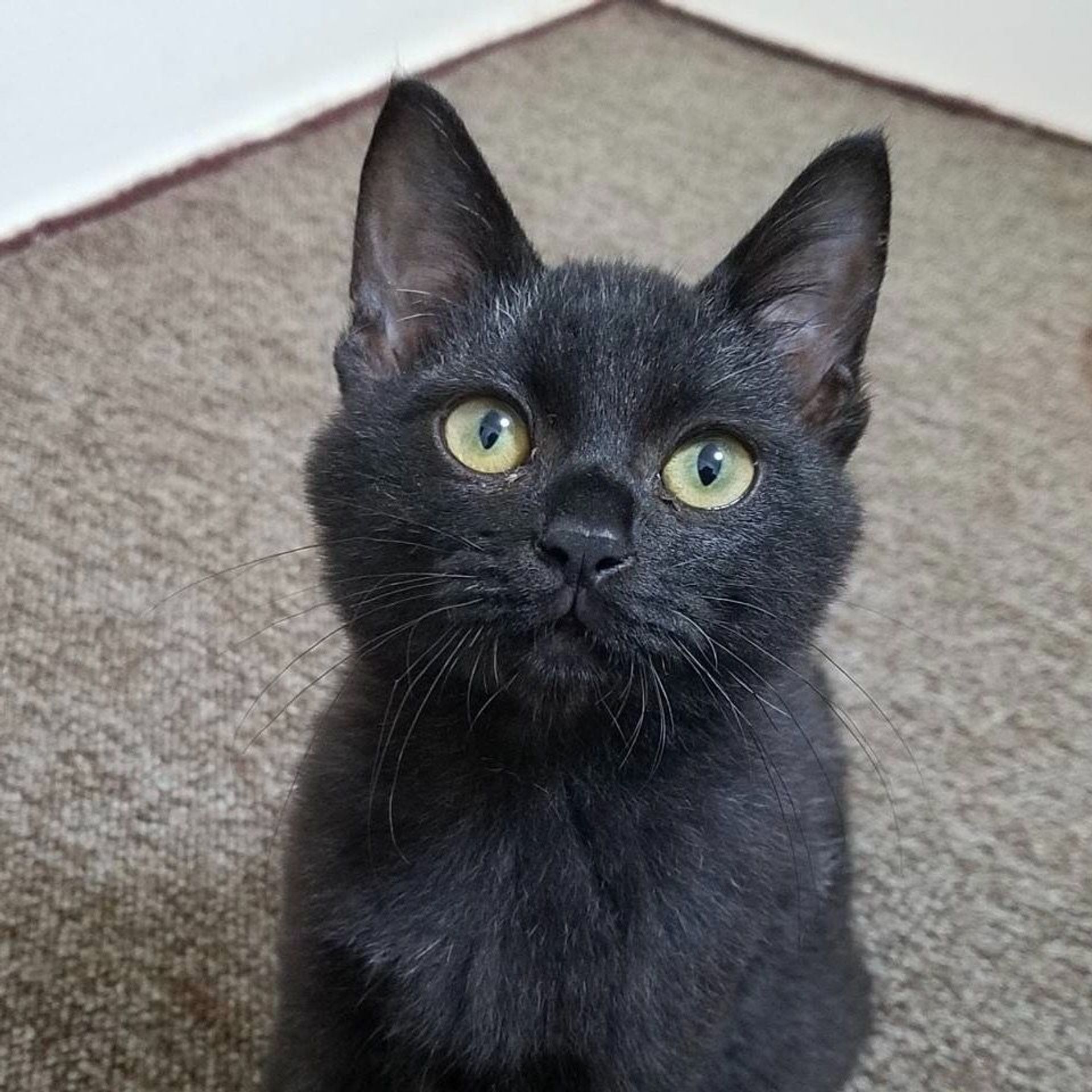 雑種（ミックス猫）・オスの里親募集の写真