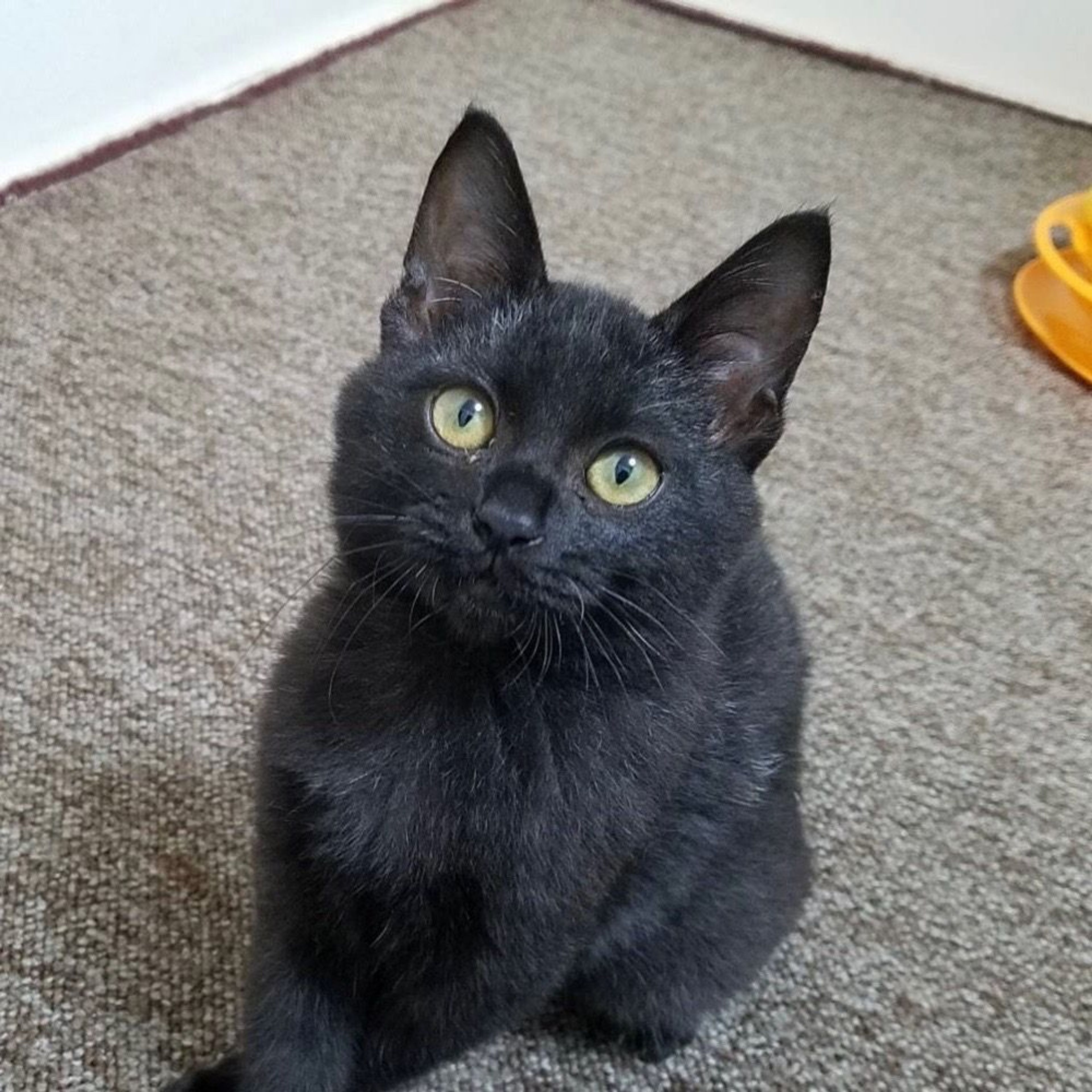 pet-image-2