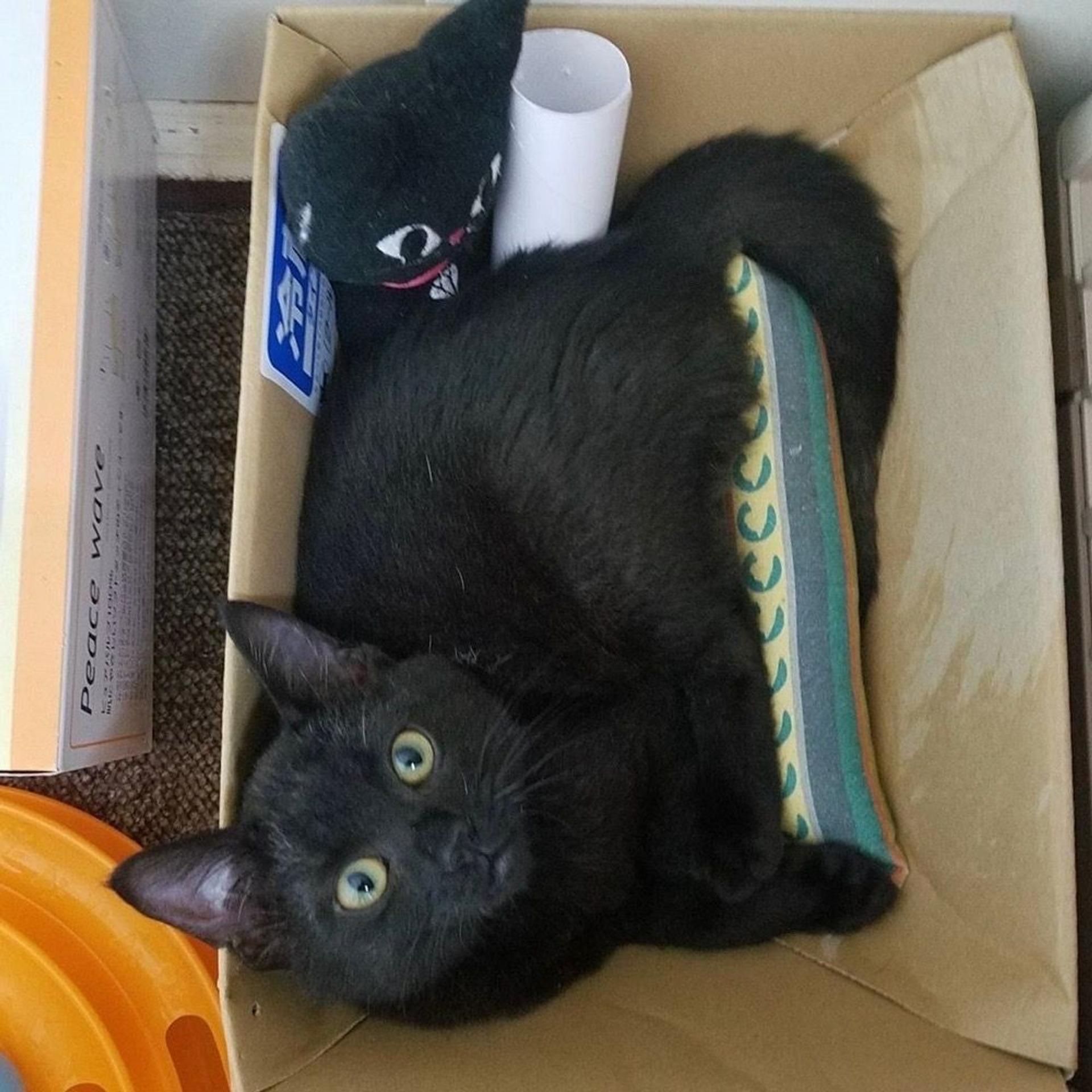 pet-image-3