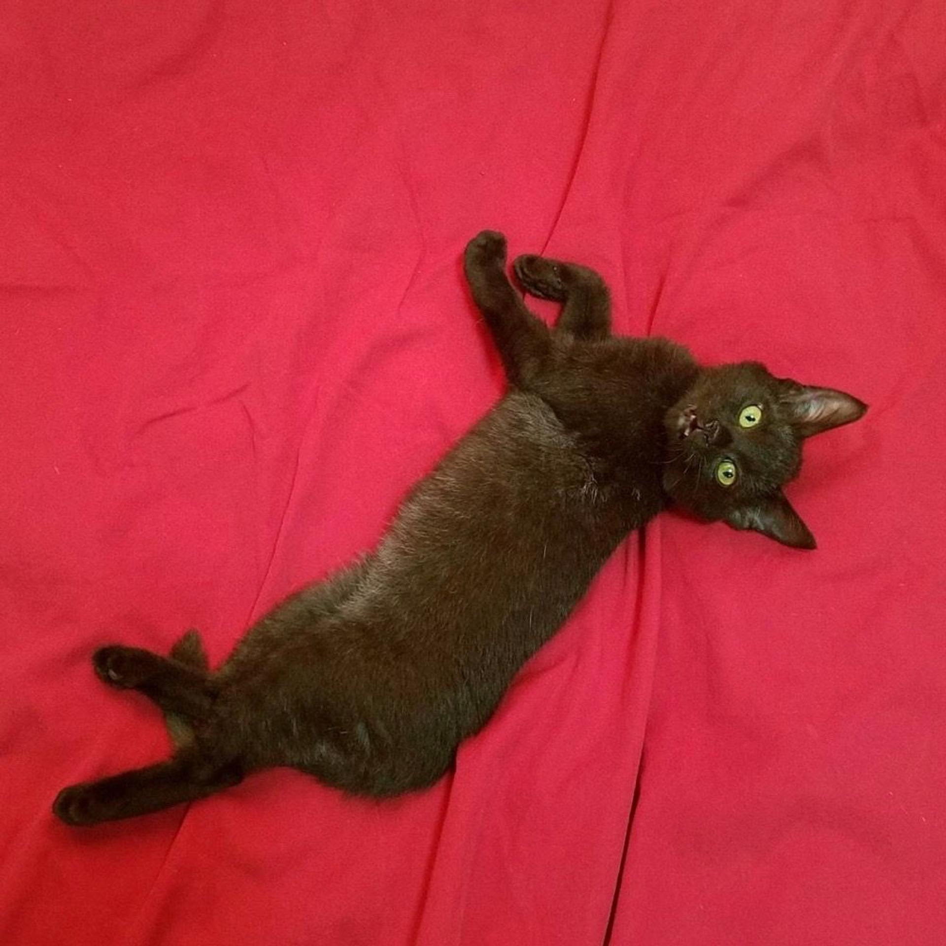 pet-image-4