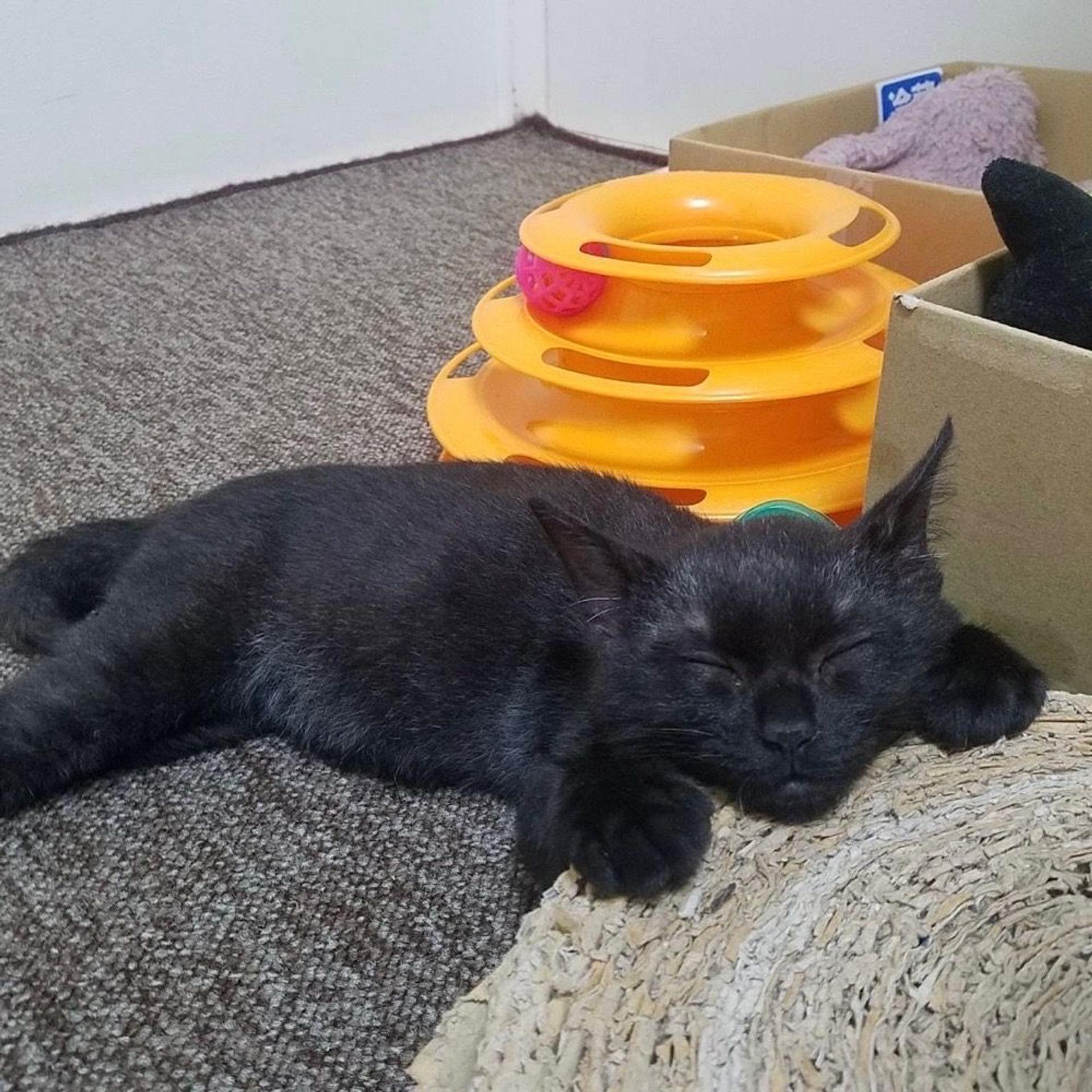 pet-image-7