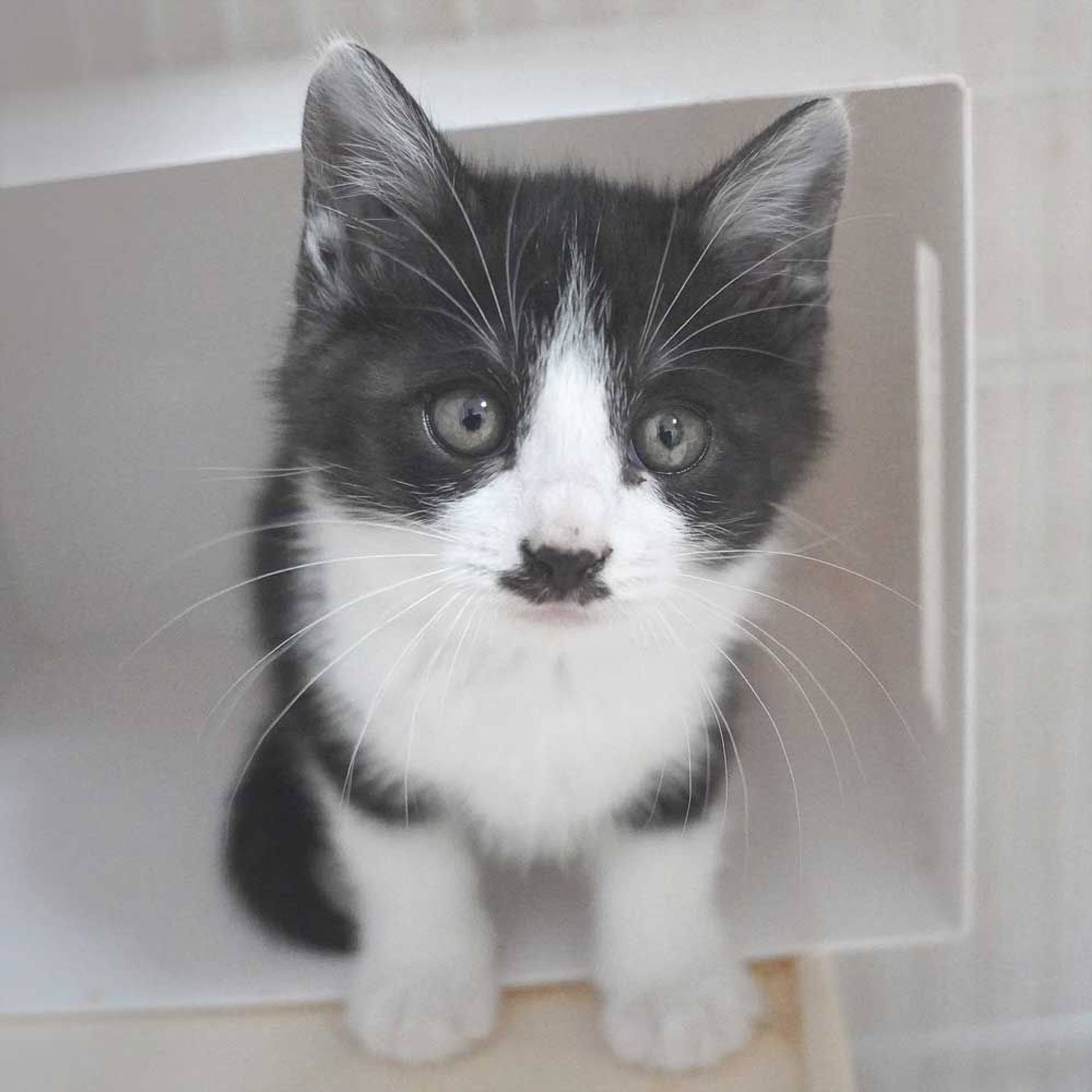 雑種（ミックス猫）・オスの里親募集の写真