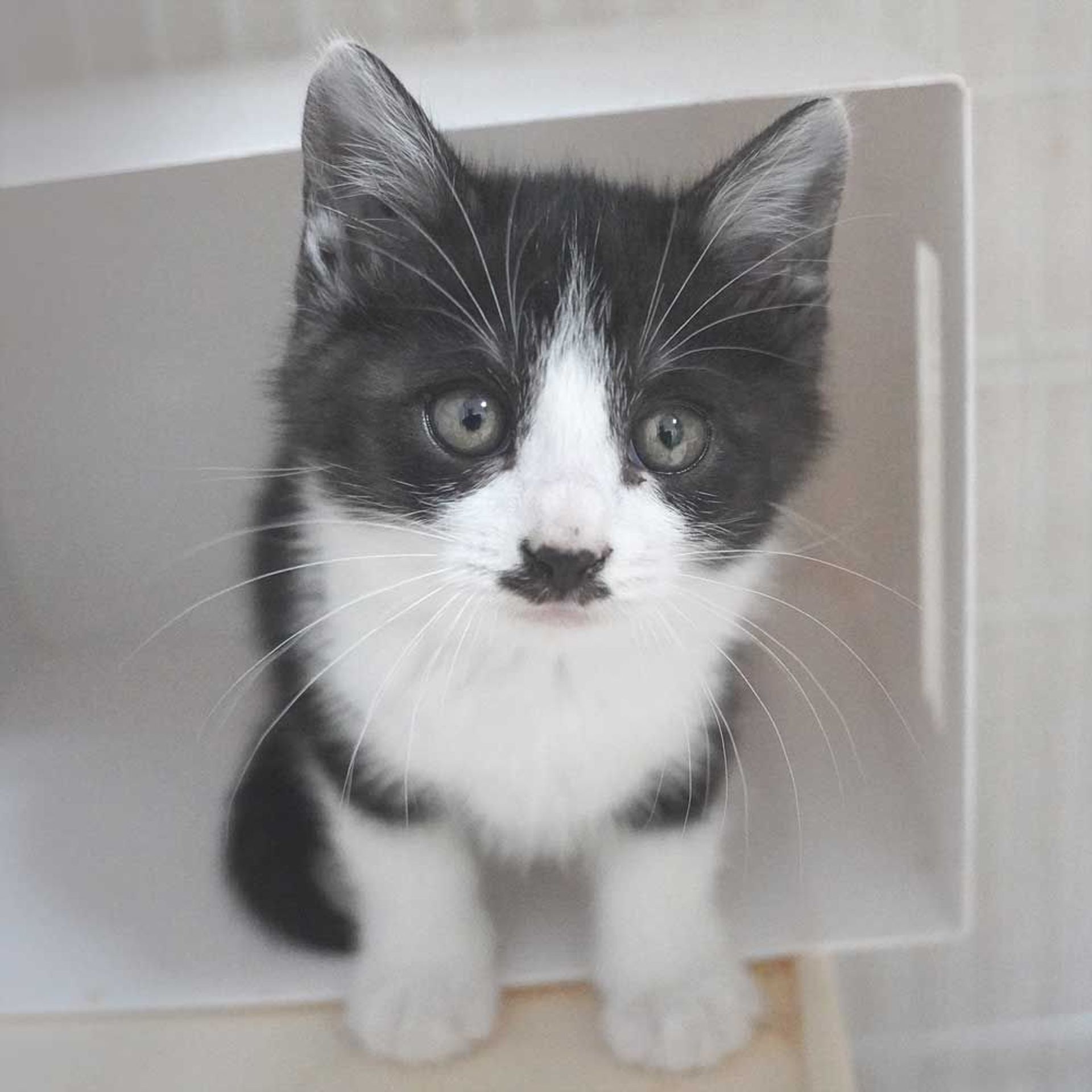 雑種（ミックス猫）・オスの里親募集の写真