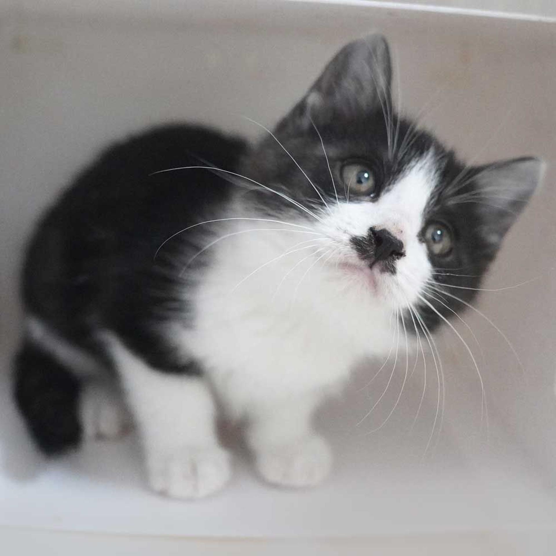 pet-image-2