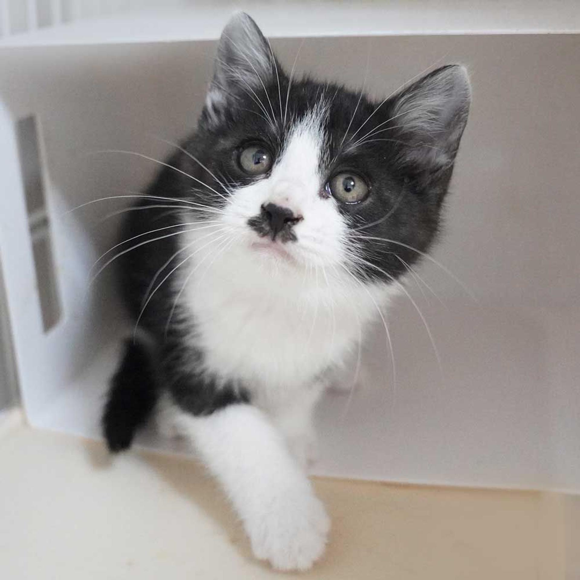 pet-image-9