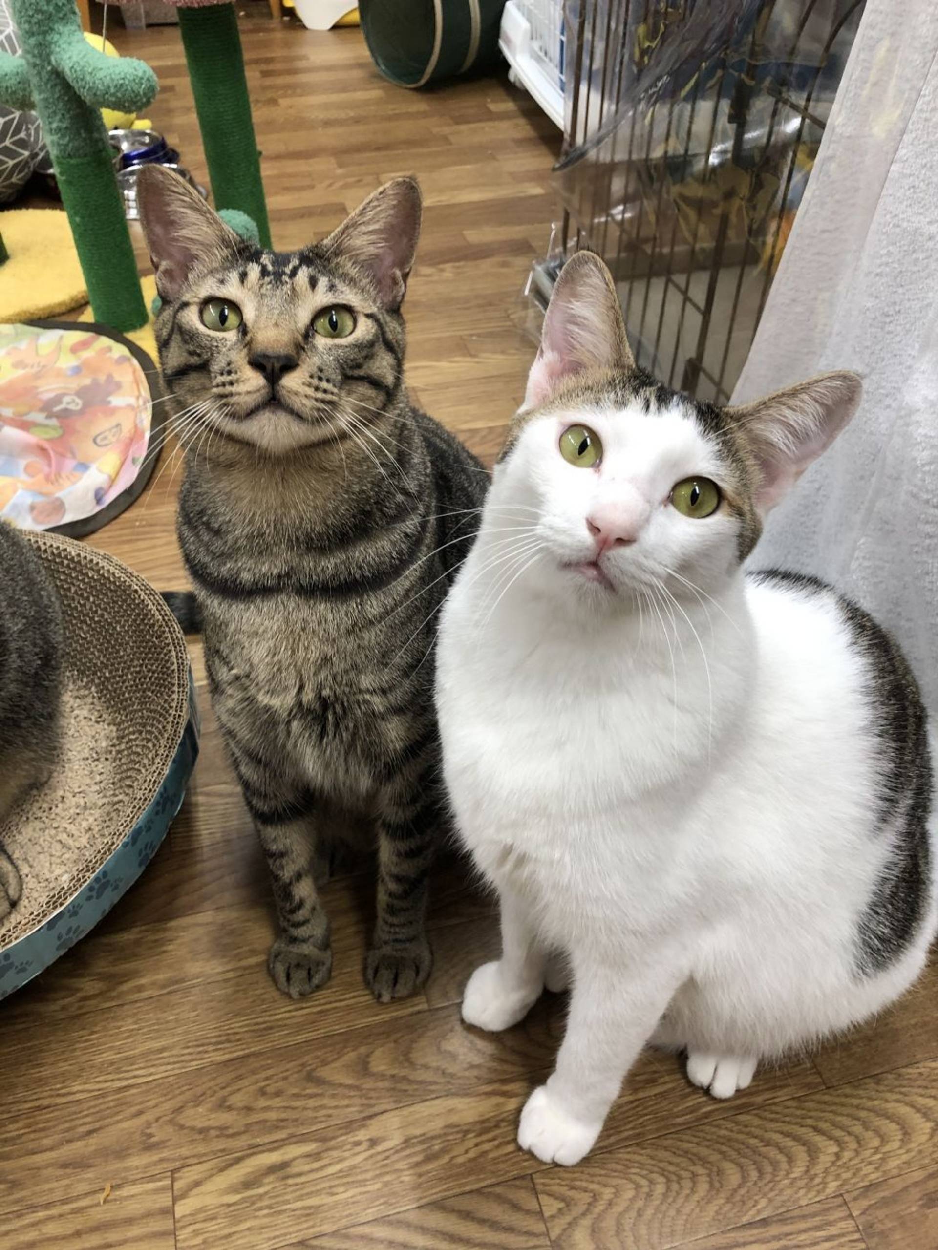 雑種（ミックス猫）・オスの里親募集の写真
