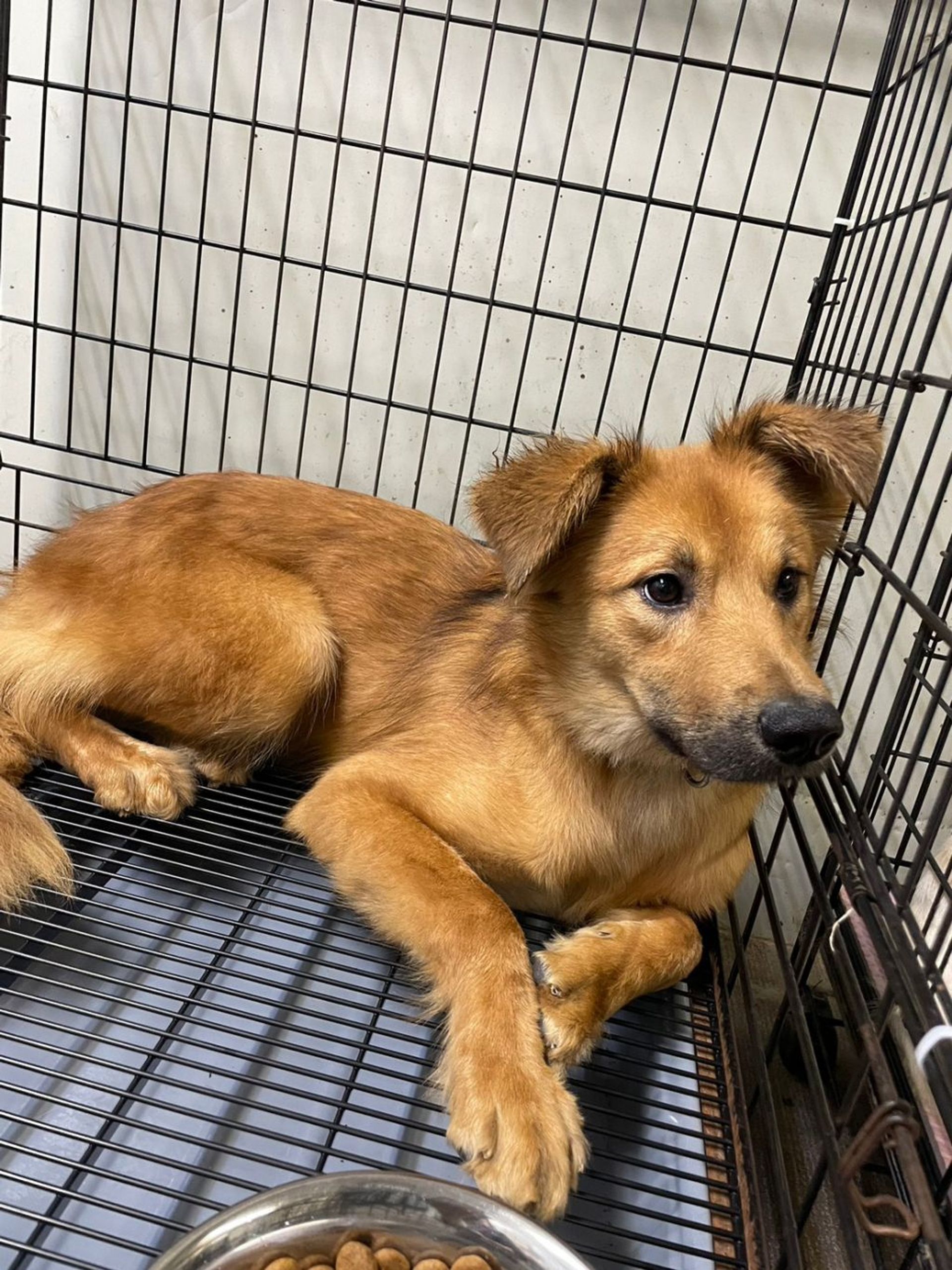 雑種（ミックス犬）・メスの里親募集の写真