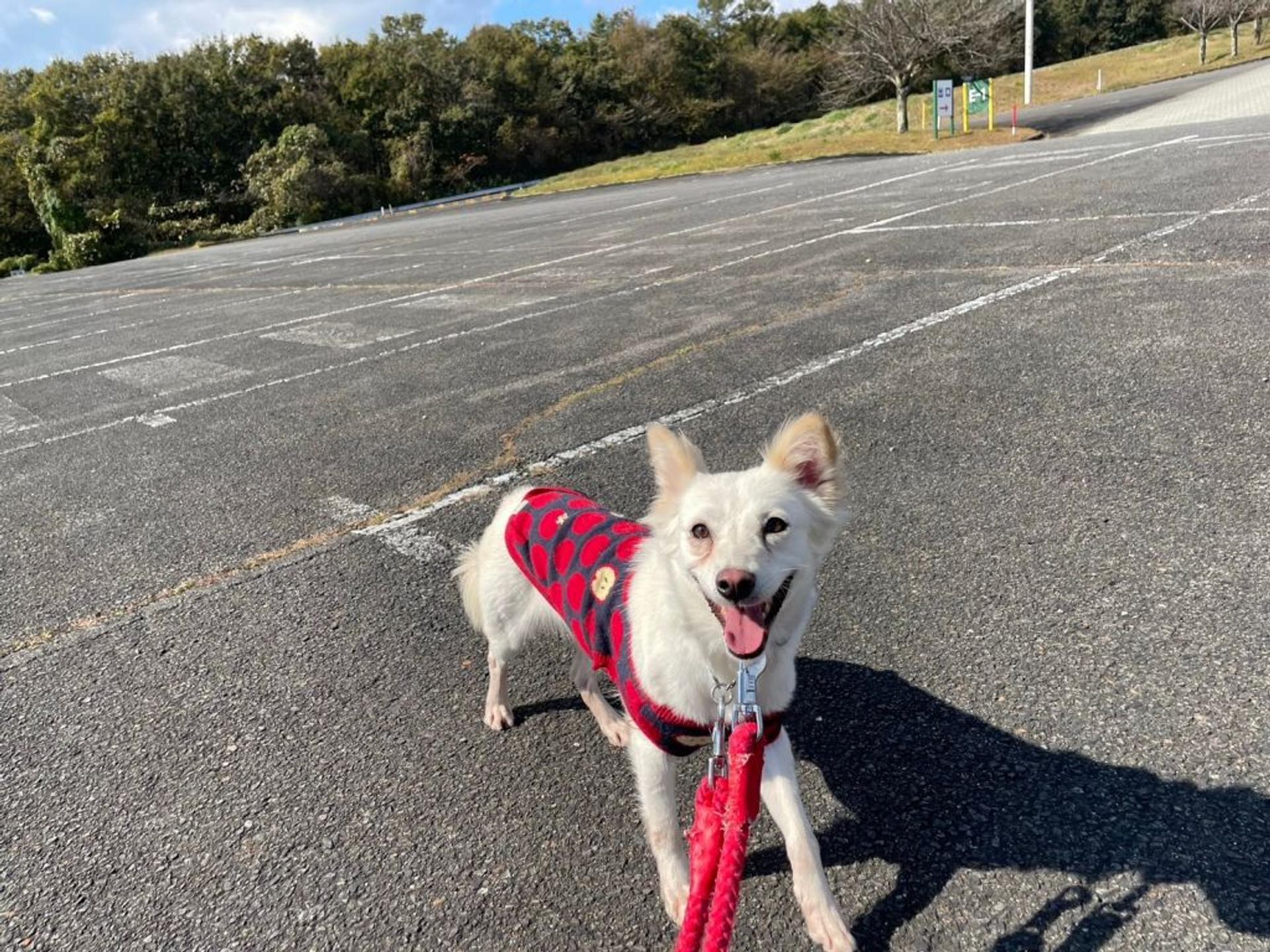 pet-image-3