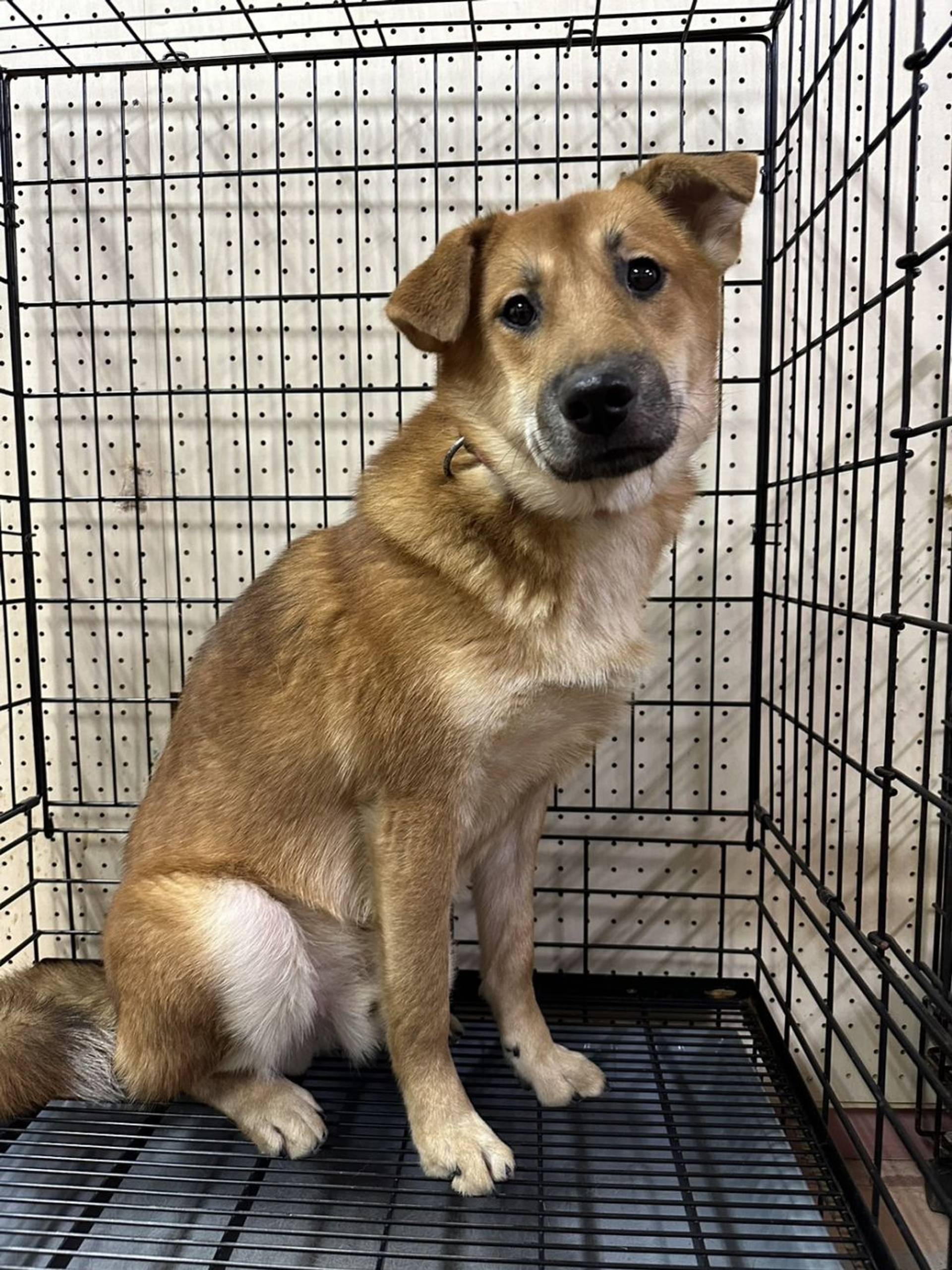 雑種（ミックス犬）・オスの里親募集の写真