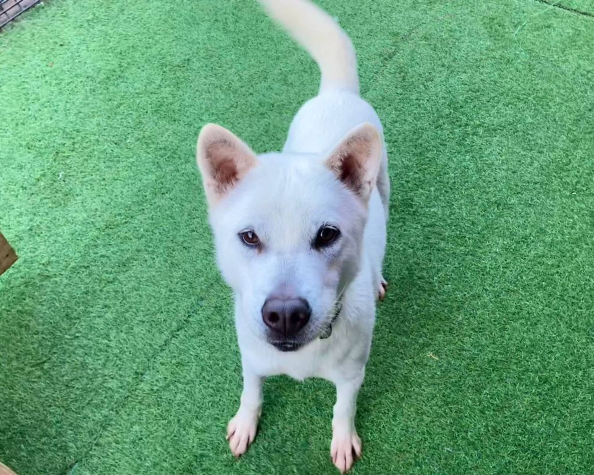 雑種（ミックス犬）・メスの里親募集の写真