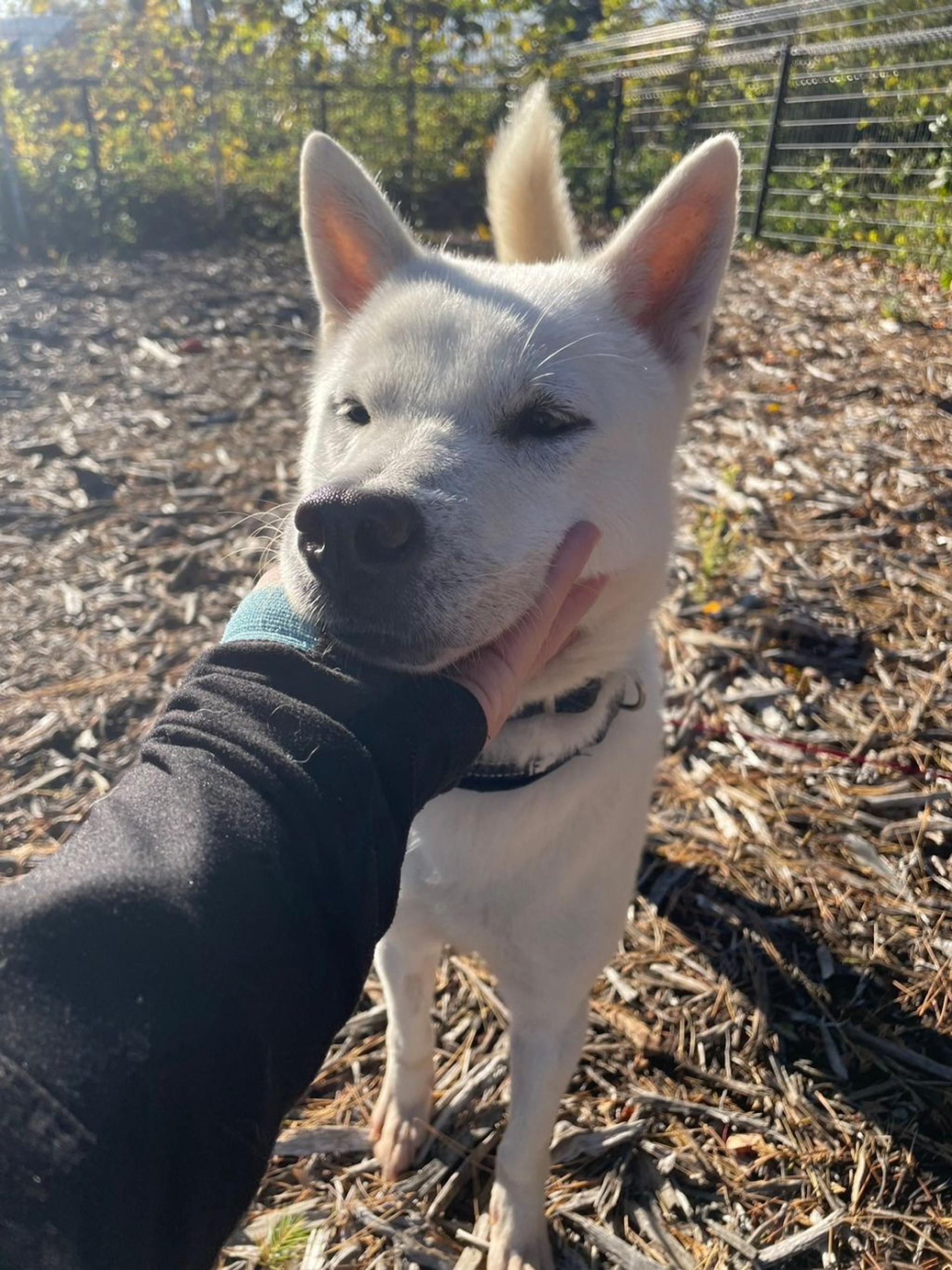 pet-image-2