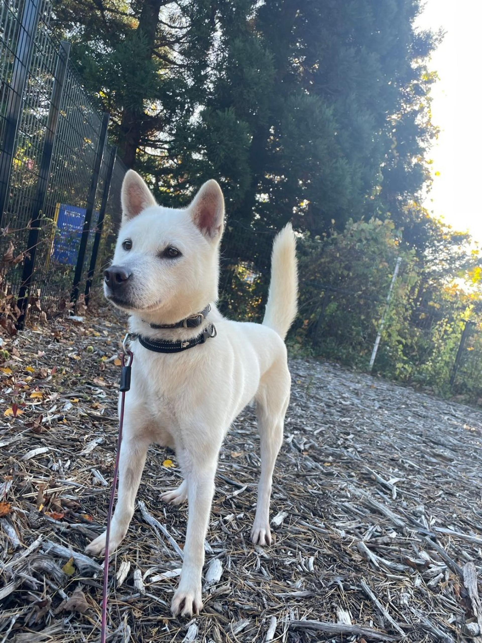 pet-image-4